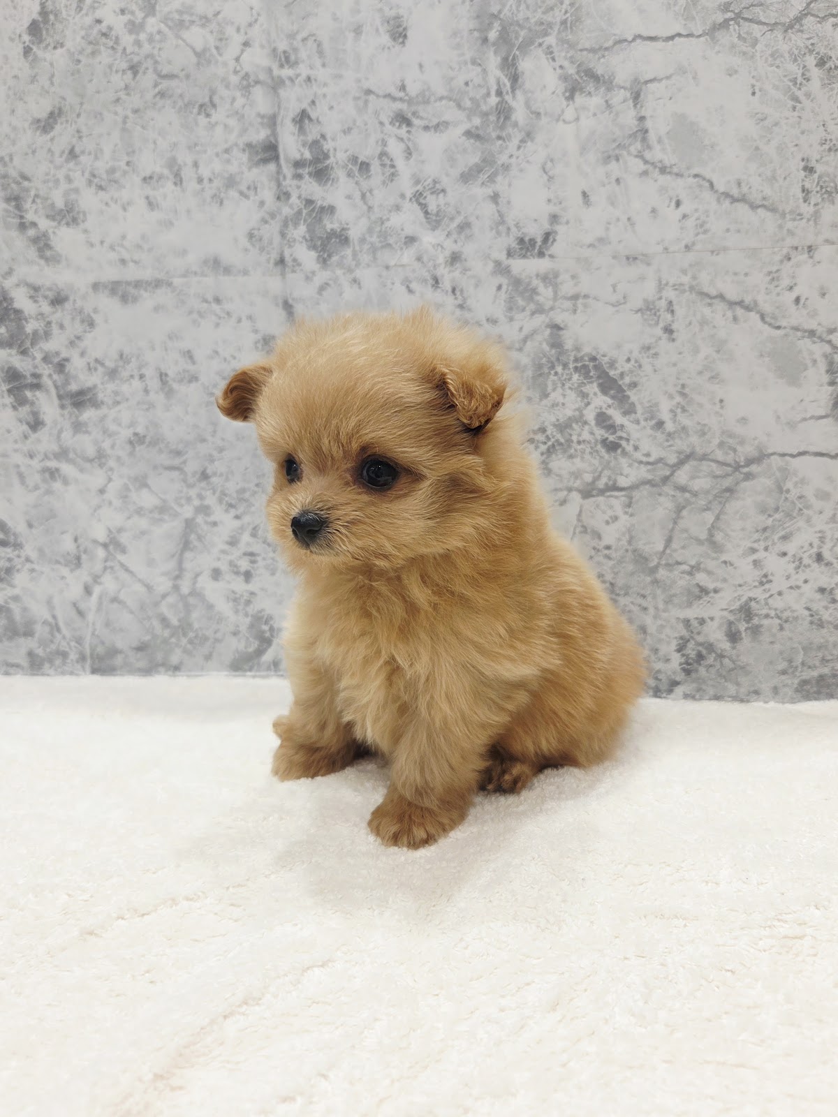 トイプードル×ポメラニアンの写真3