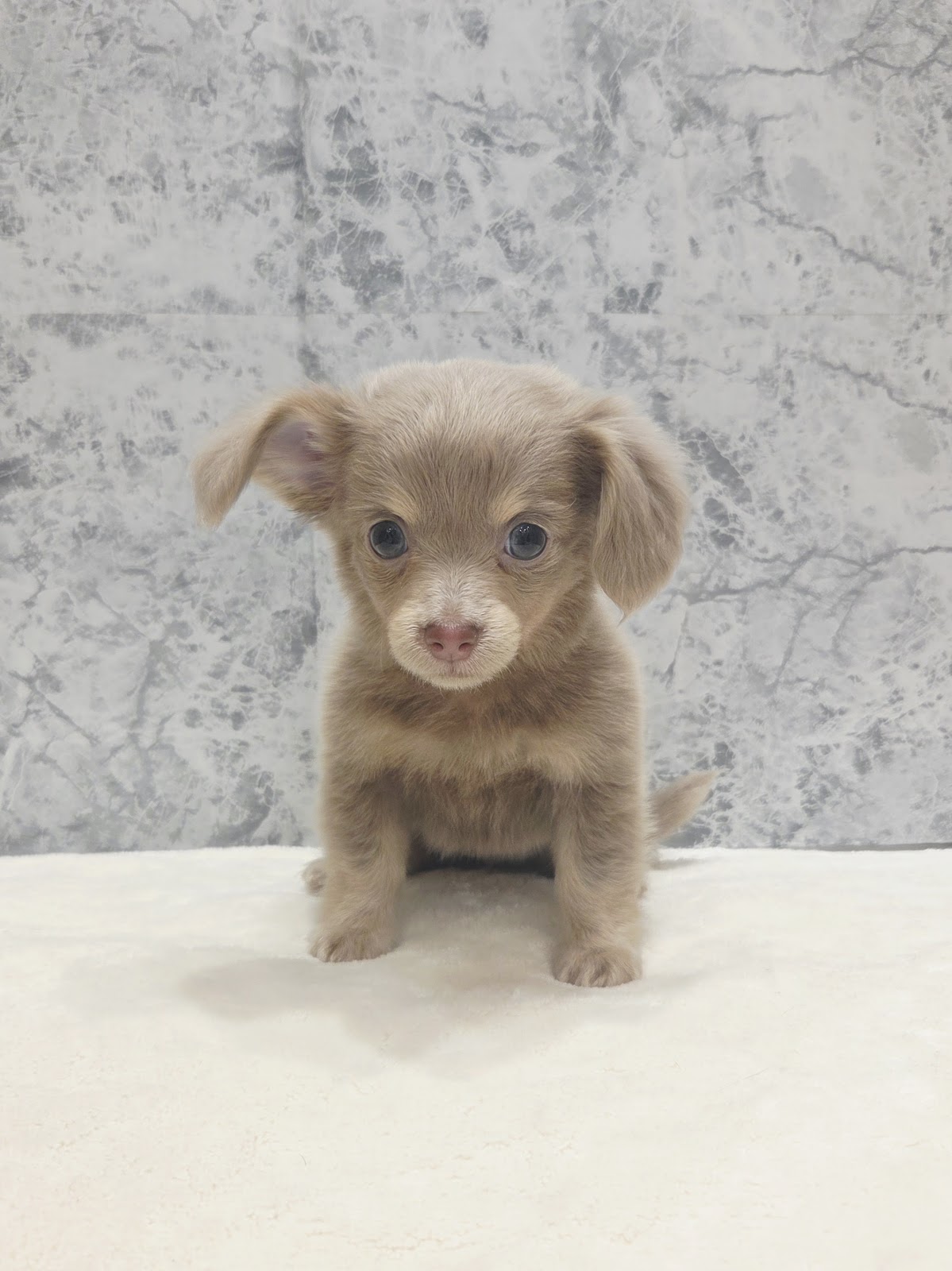 ダックスフンド×チワワの写真