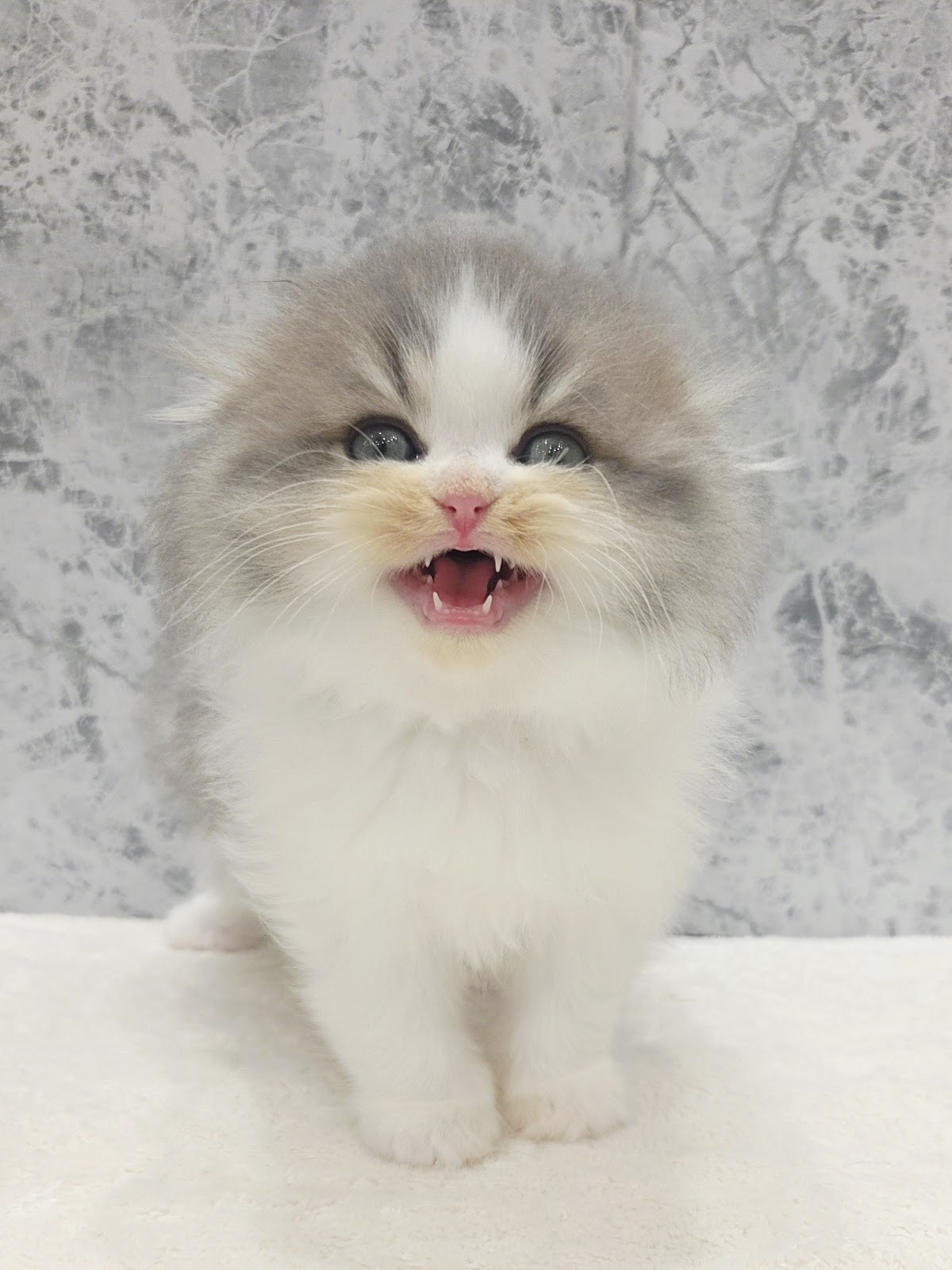 スコティッシュ・フォールドの写真3