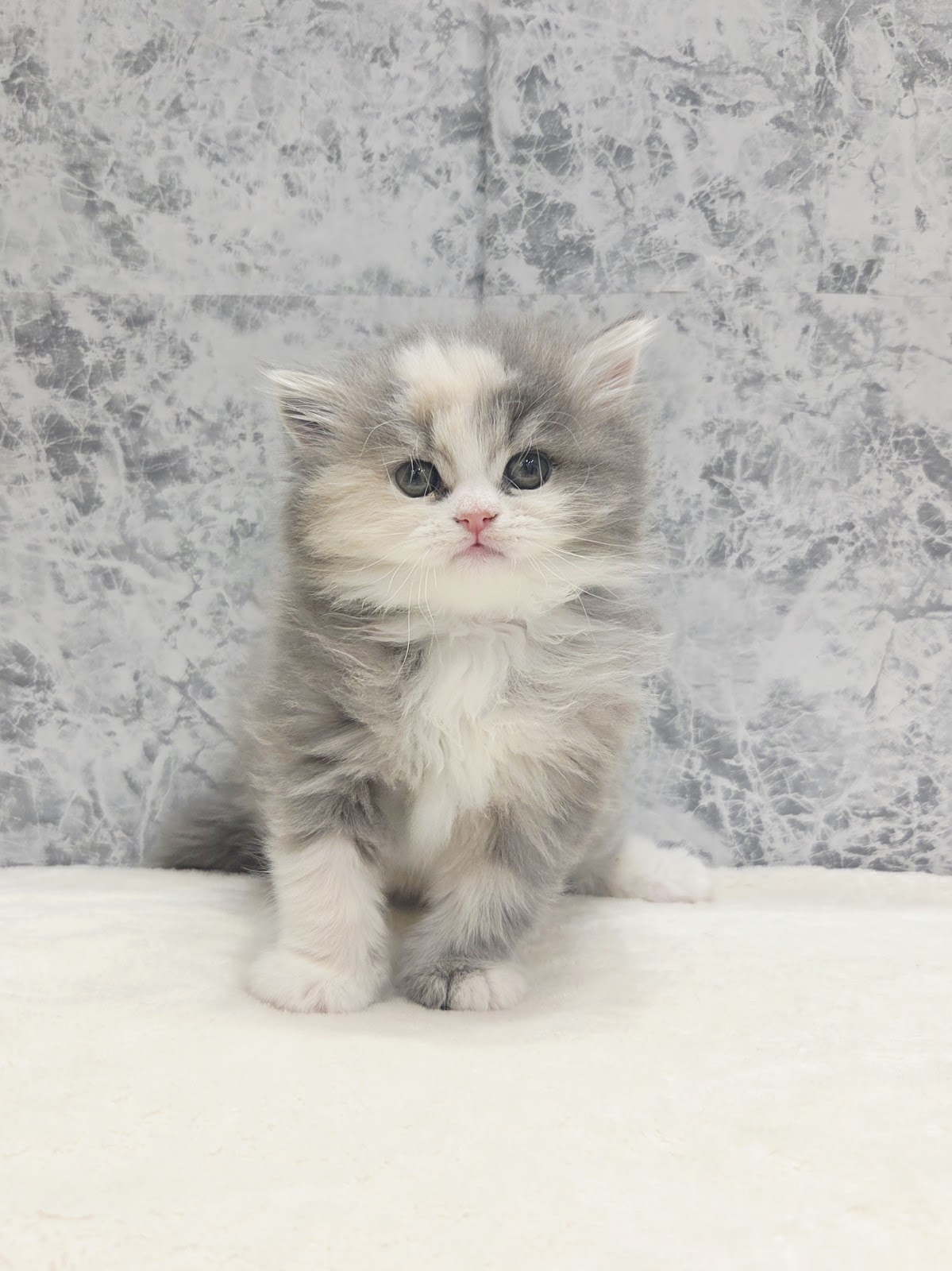 ラガマフィンの写真