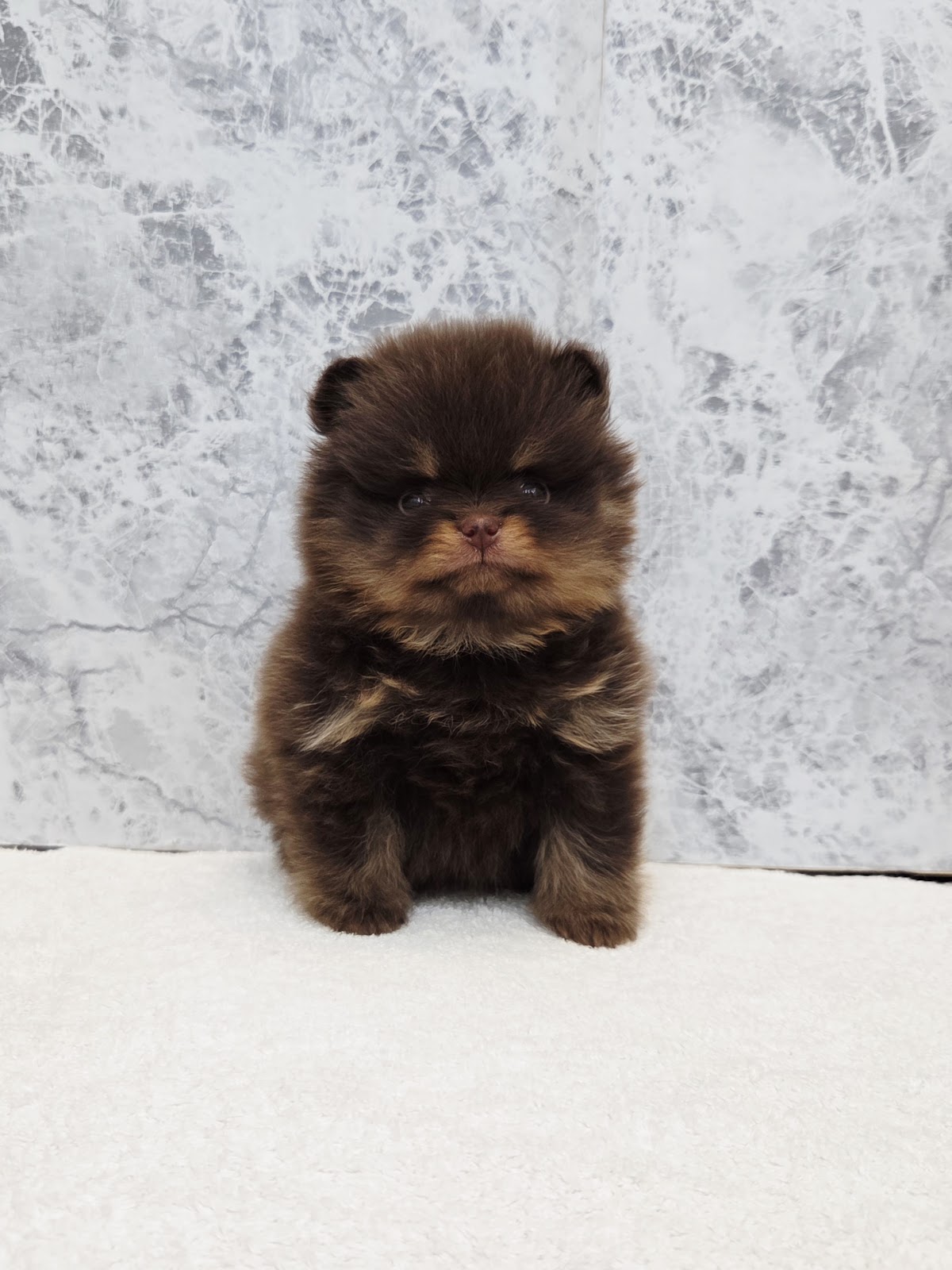 ポメラニアンの写真