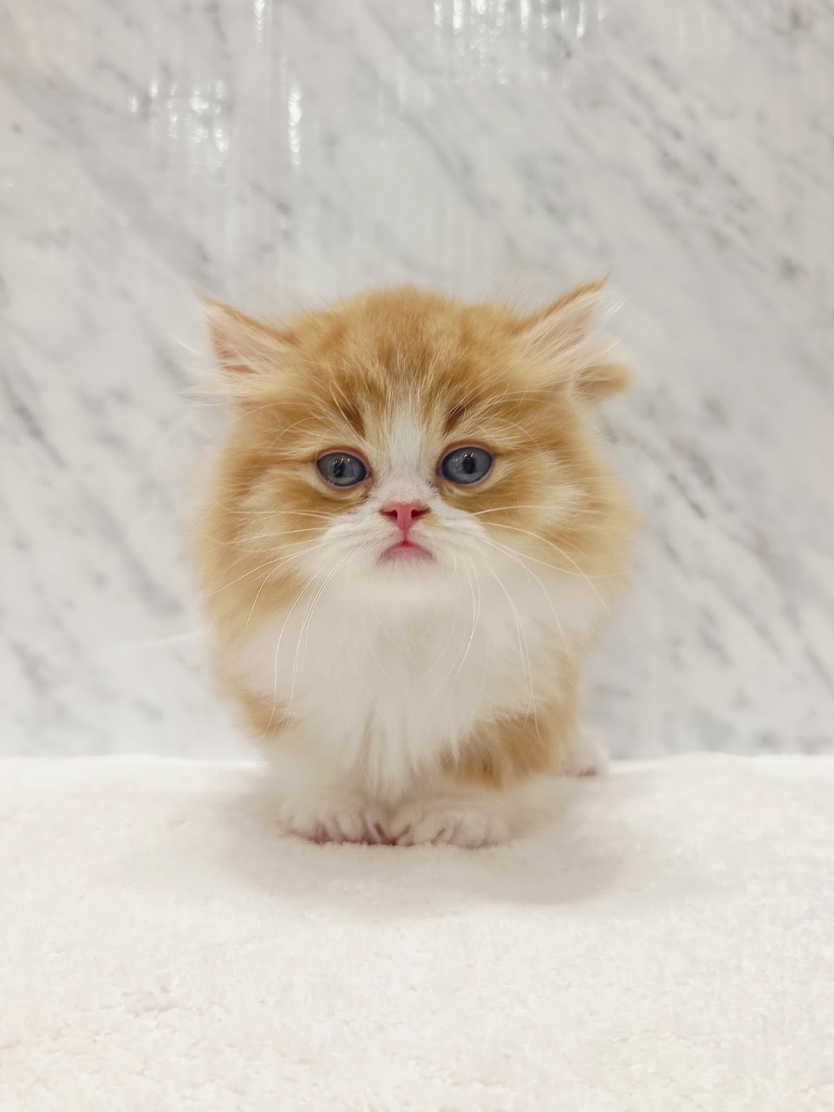 マンチカンの写真