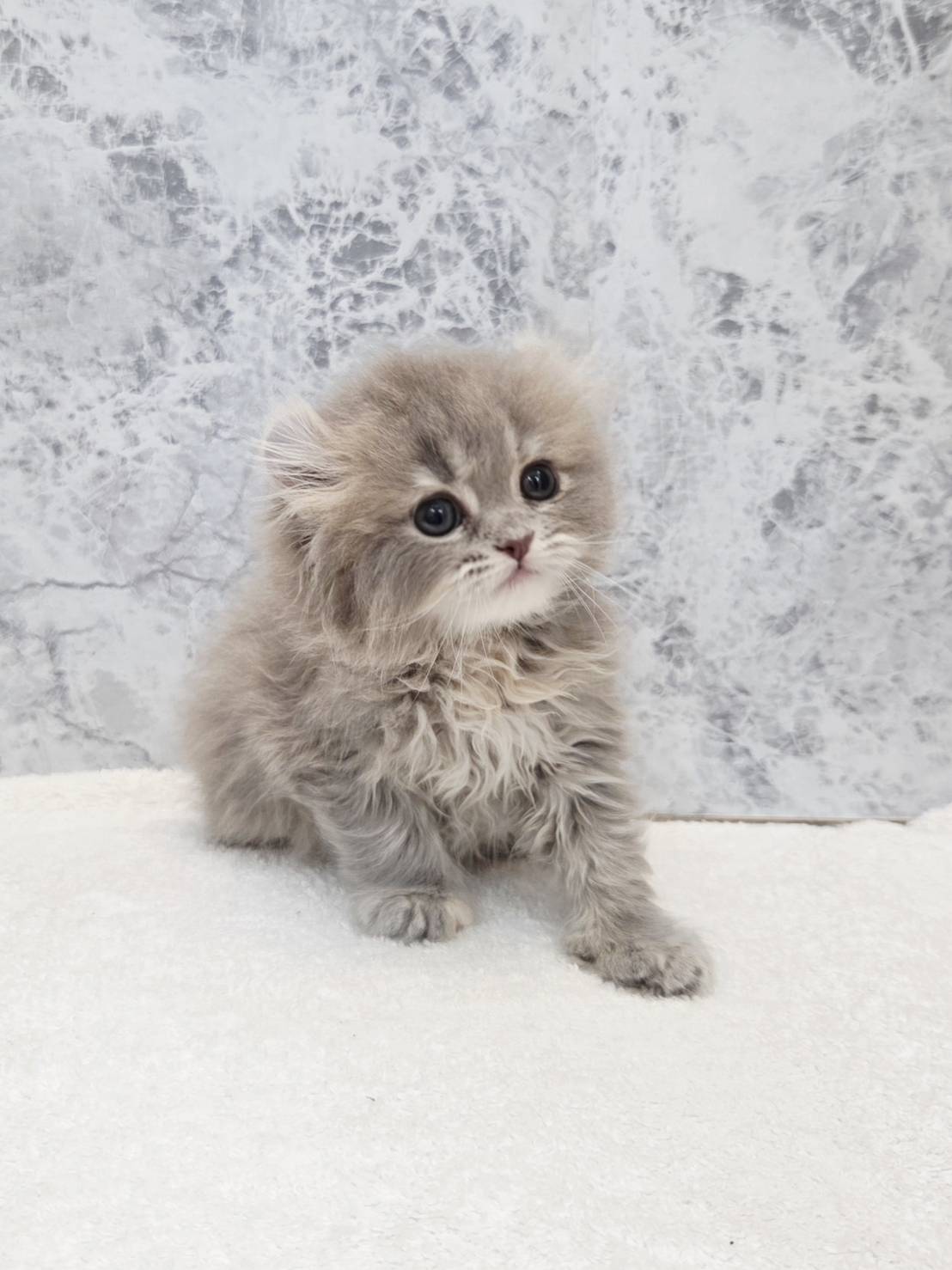 アメリカンカールの写真3