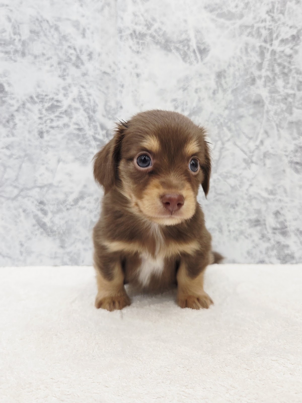 チワワ×カニーヘンダックスフンドの写真3