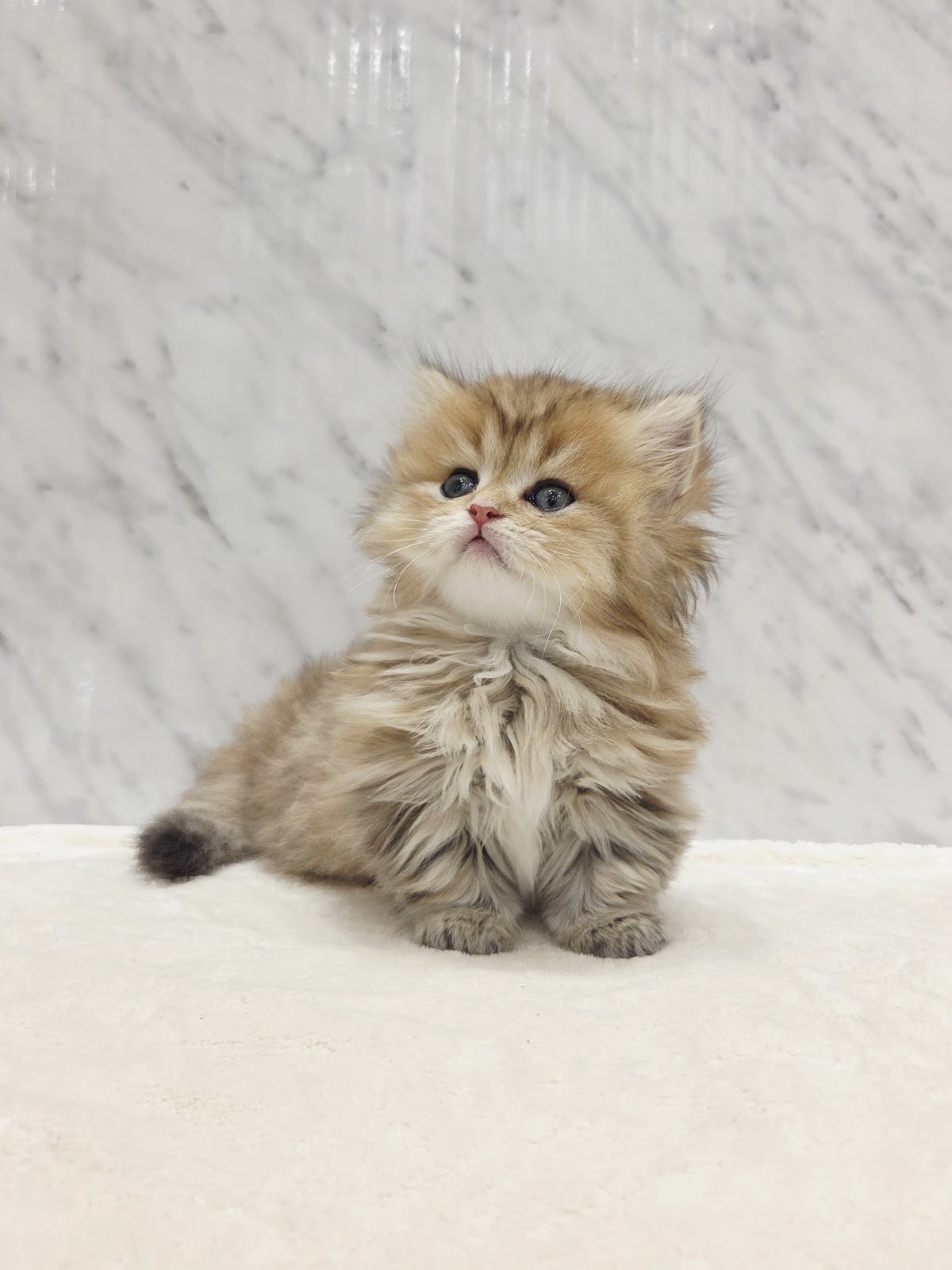 ミヌエットの写真2