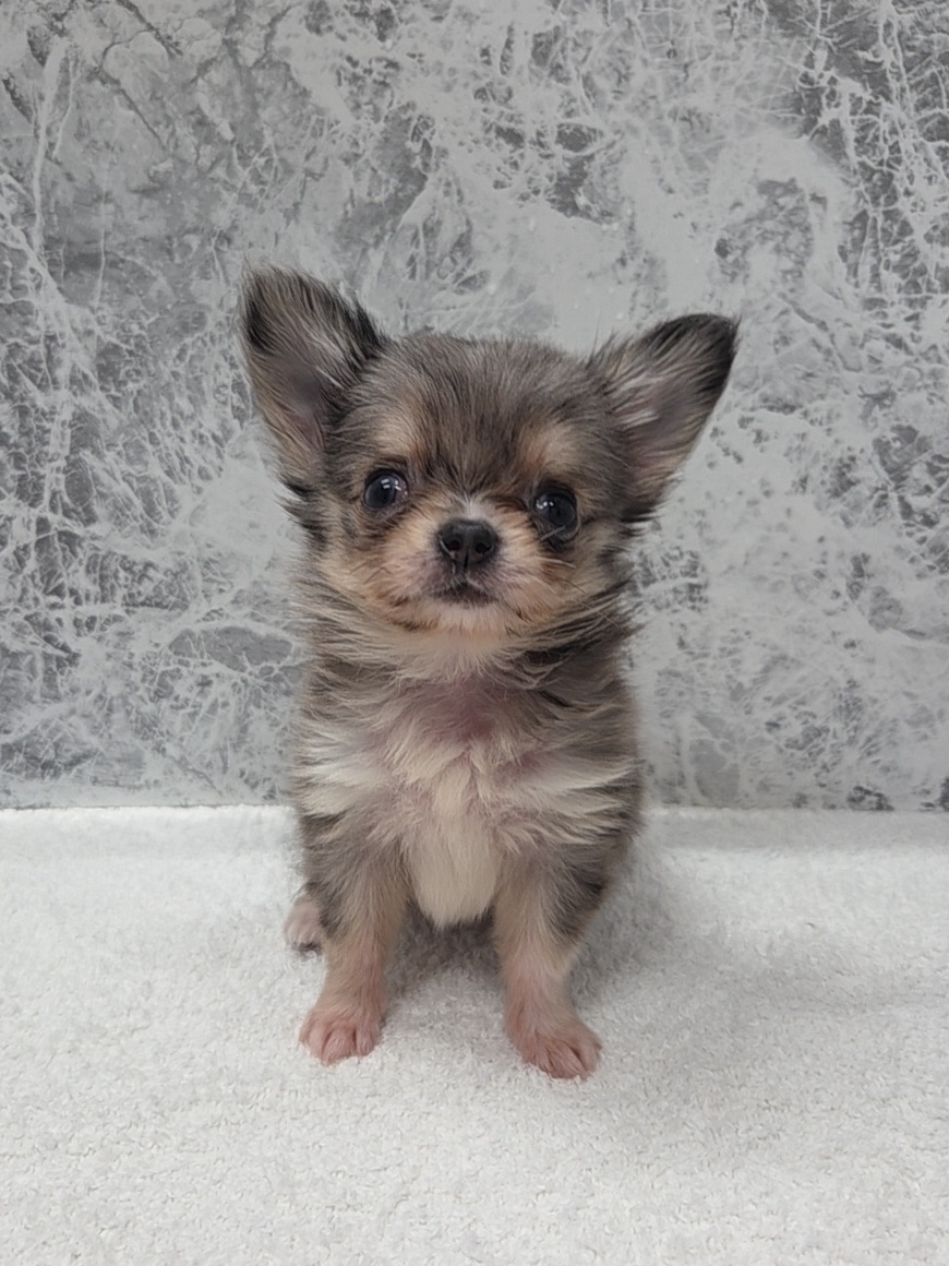 ロングコートチワワの写真