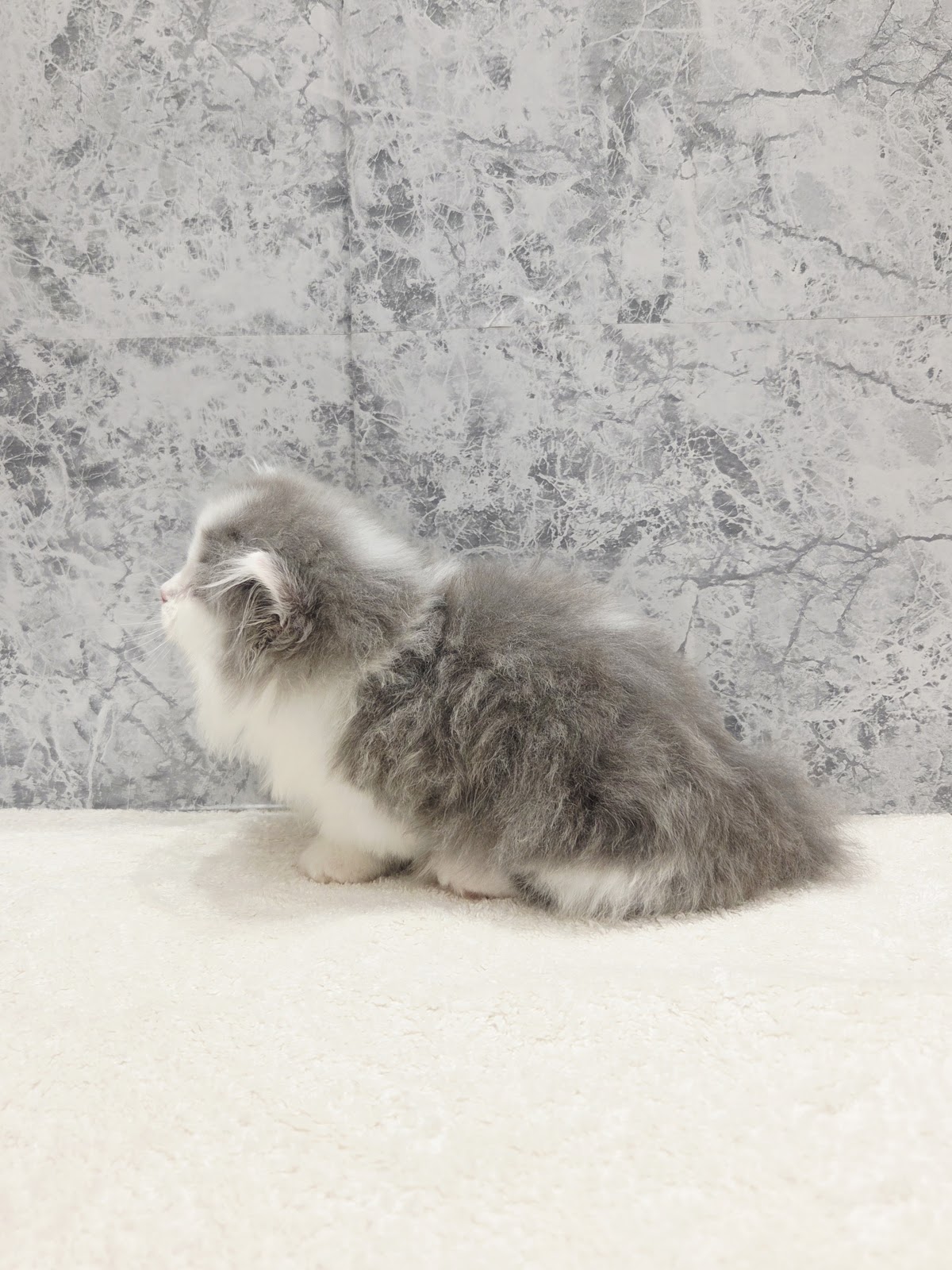 ミヌエットの写真2