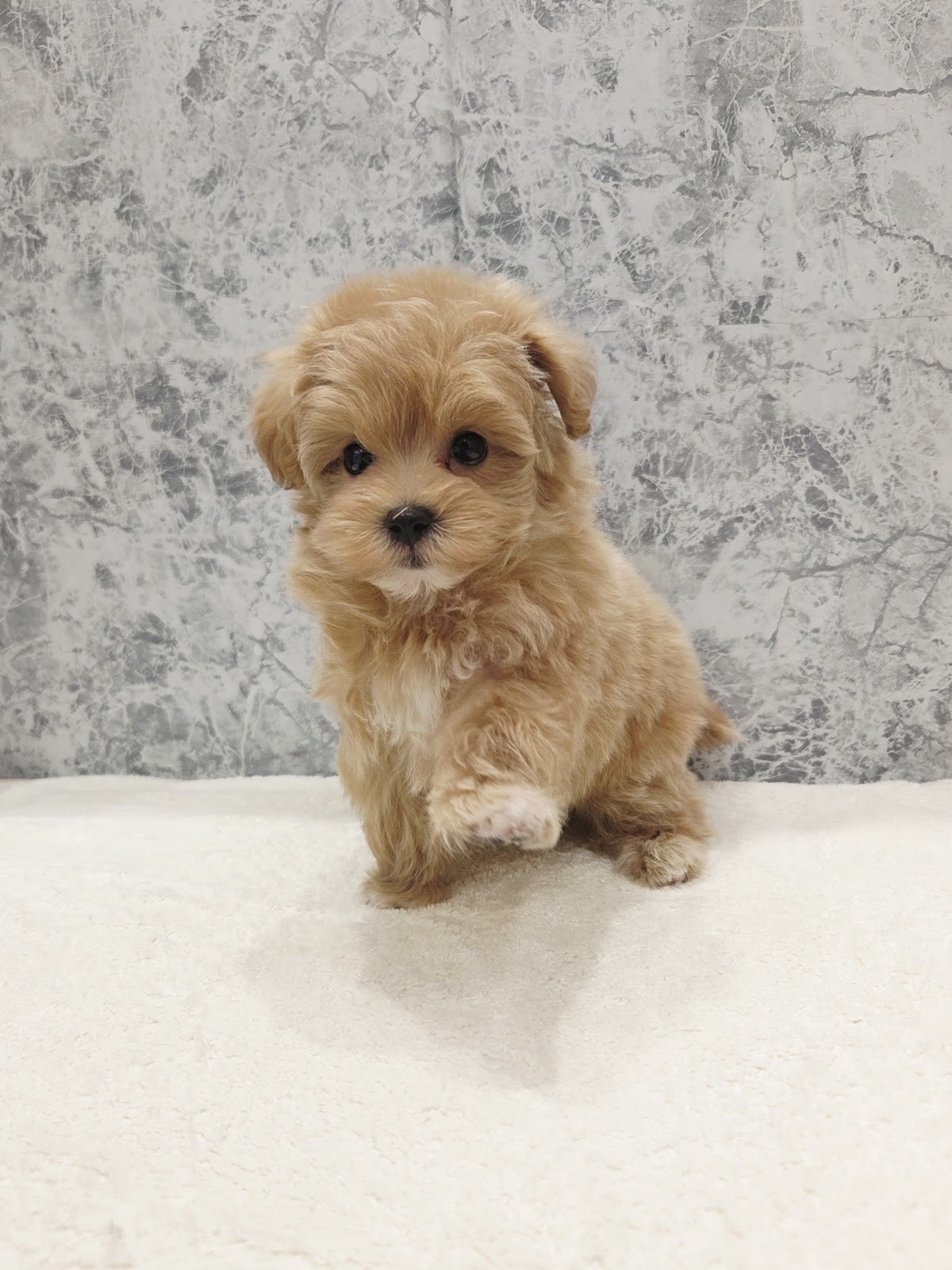 トイプードル×マルチーズの写真3