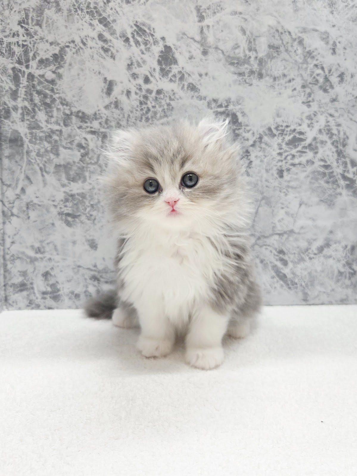 アメリカンカールの写真3