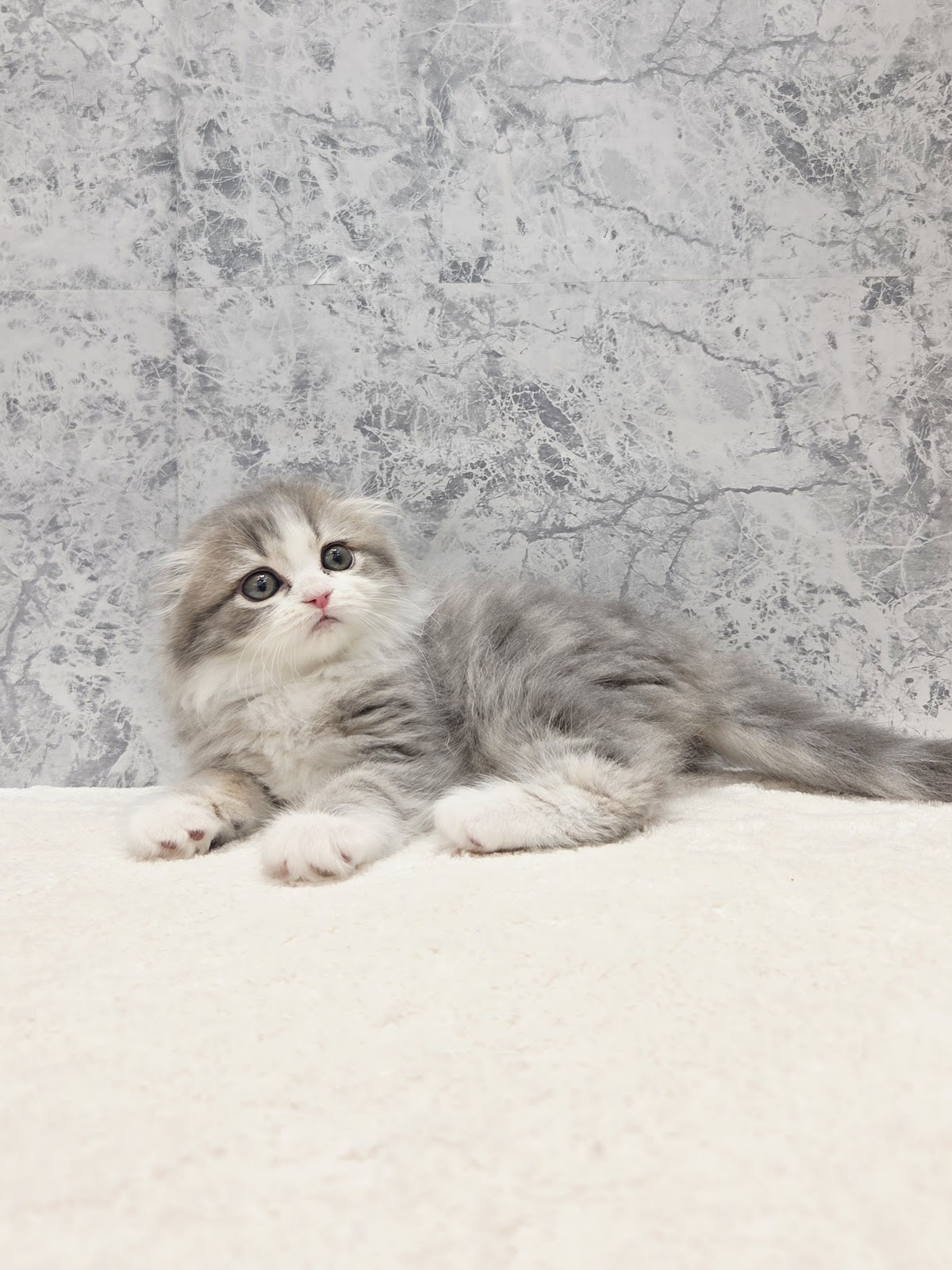 スコティッシュ・フォールドの写真3