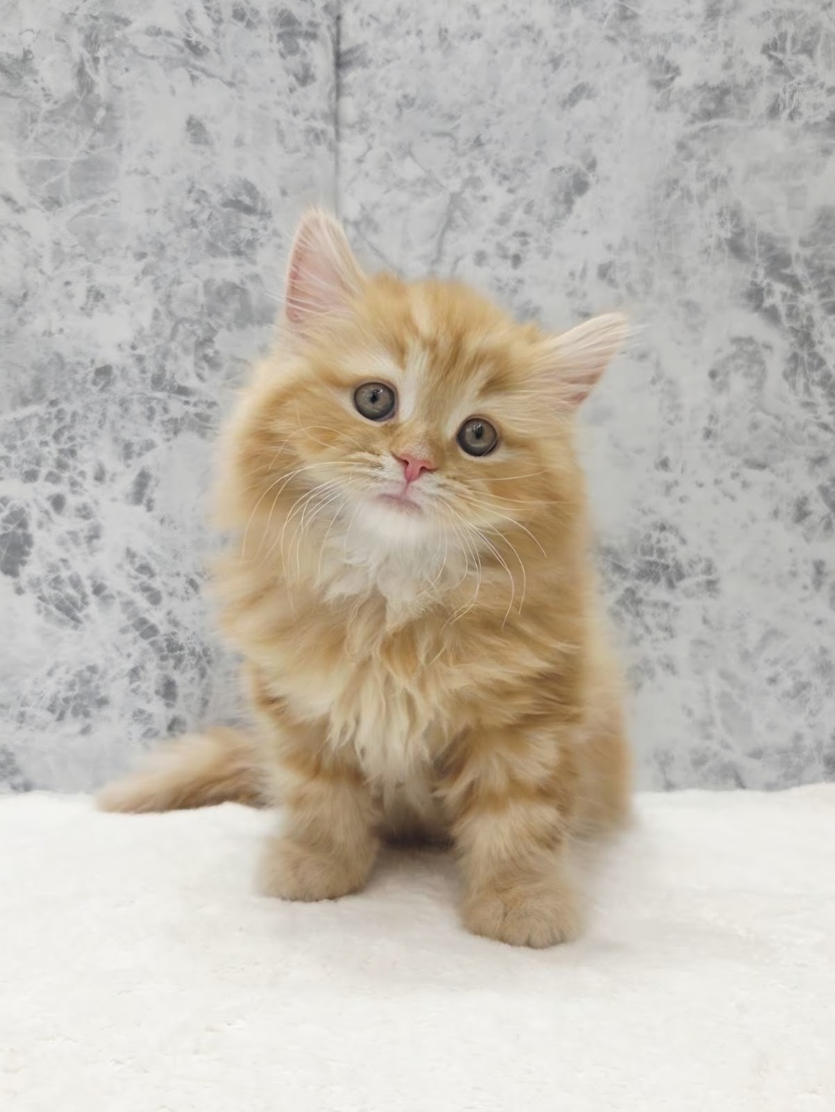 サイベリアンの写真3