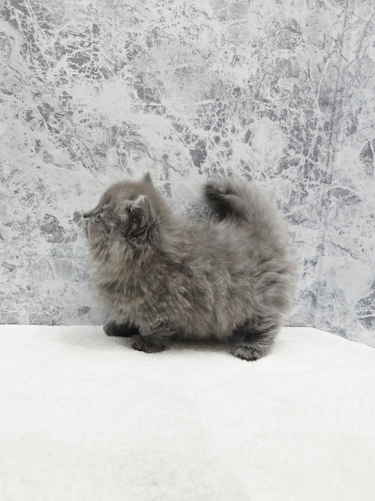 マンチカンの写真2