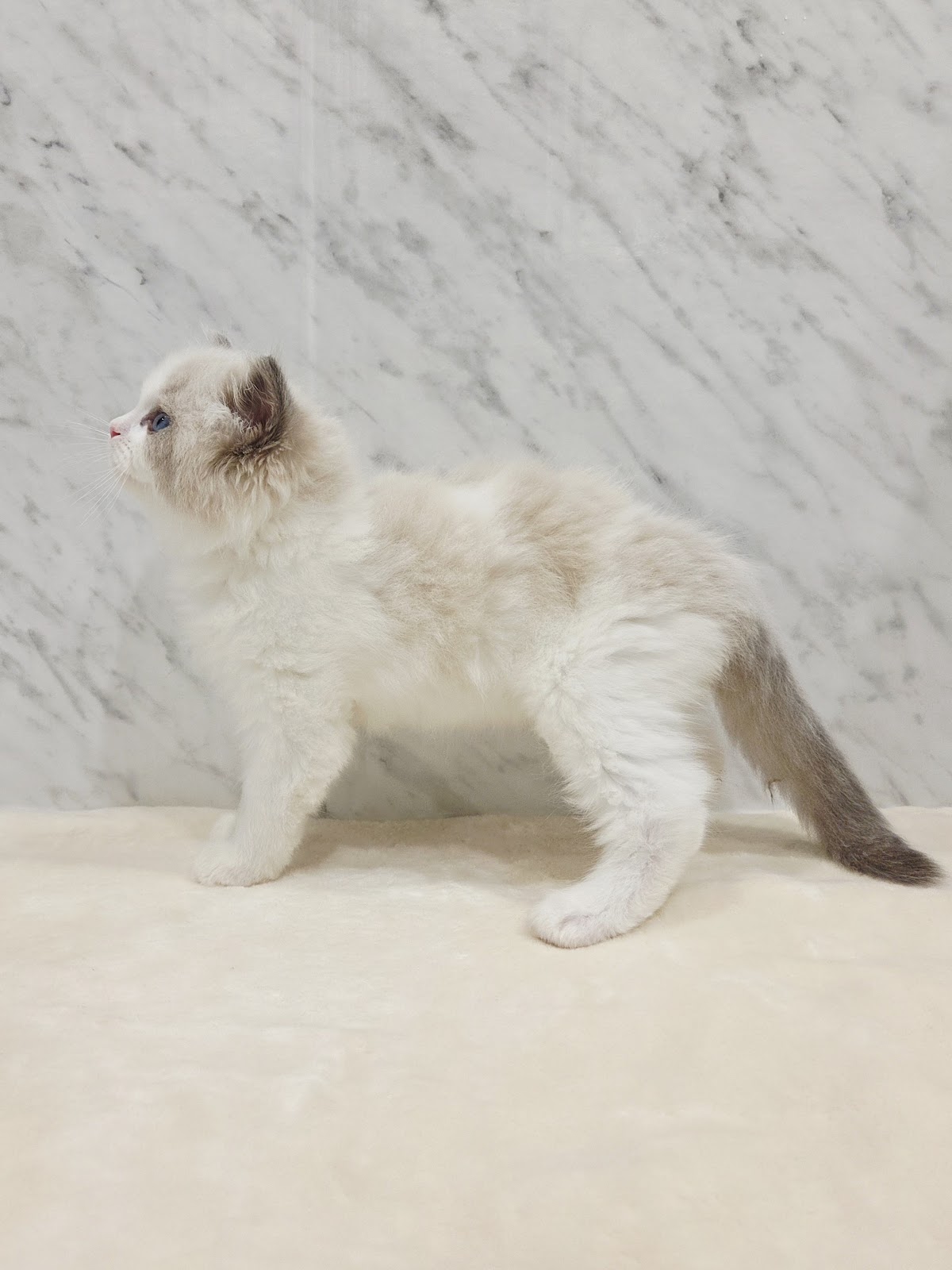 ラグドールの写真2