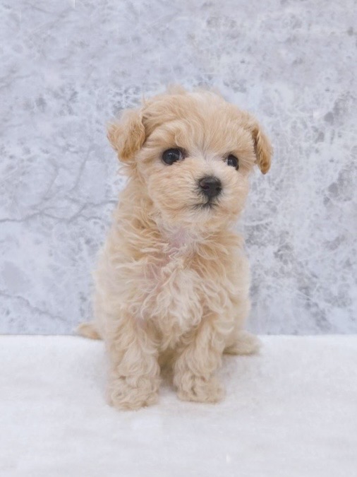 トイプードル×マルチーズの写真