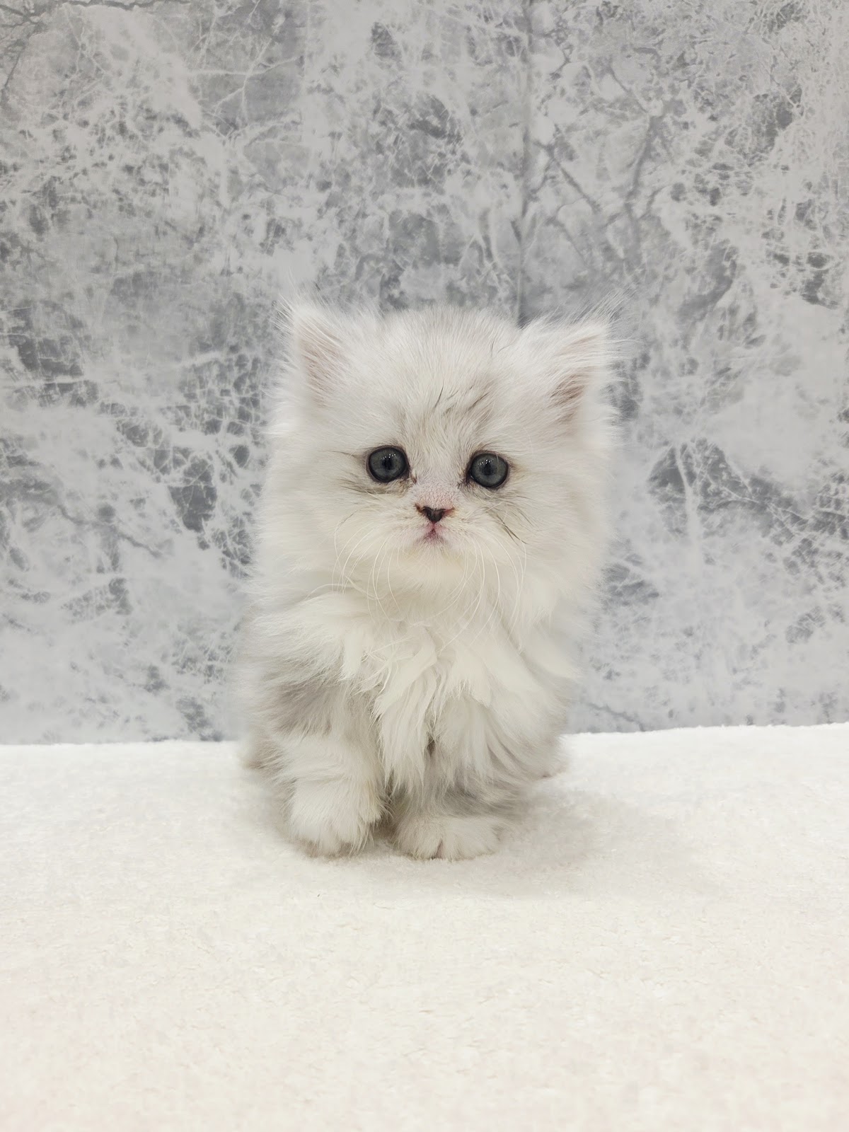 ミヌエットの写真