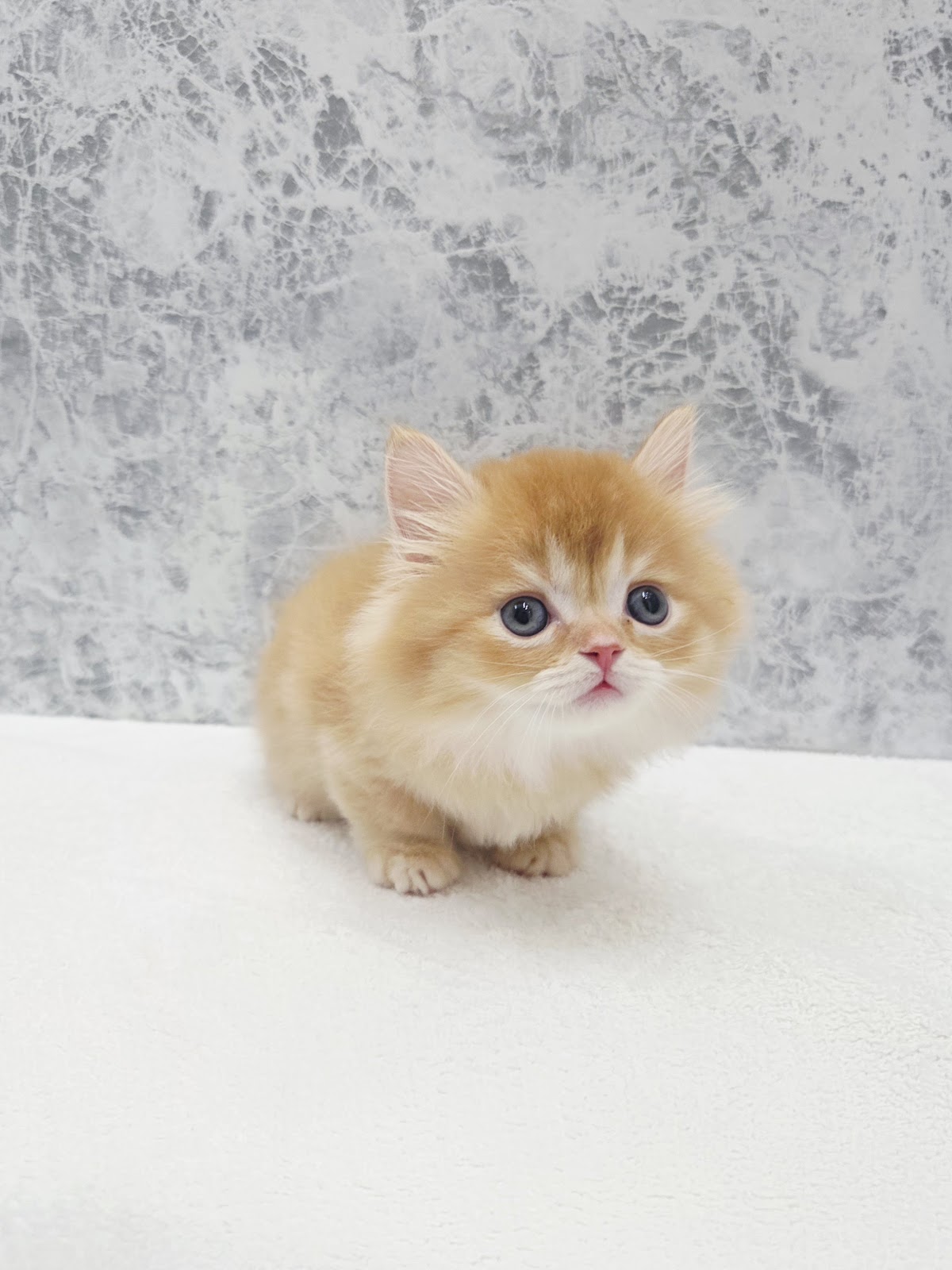 ミヌエットの写真3