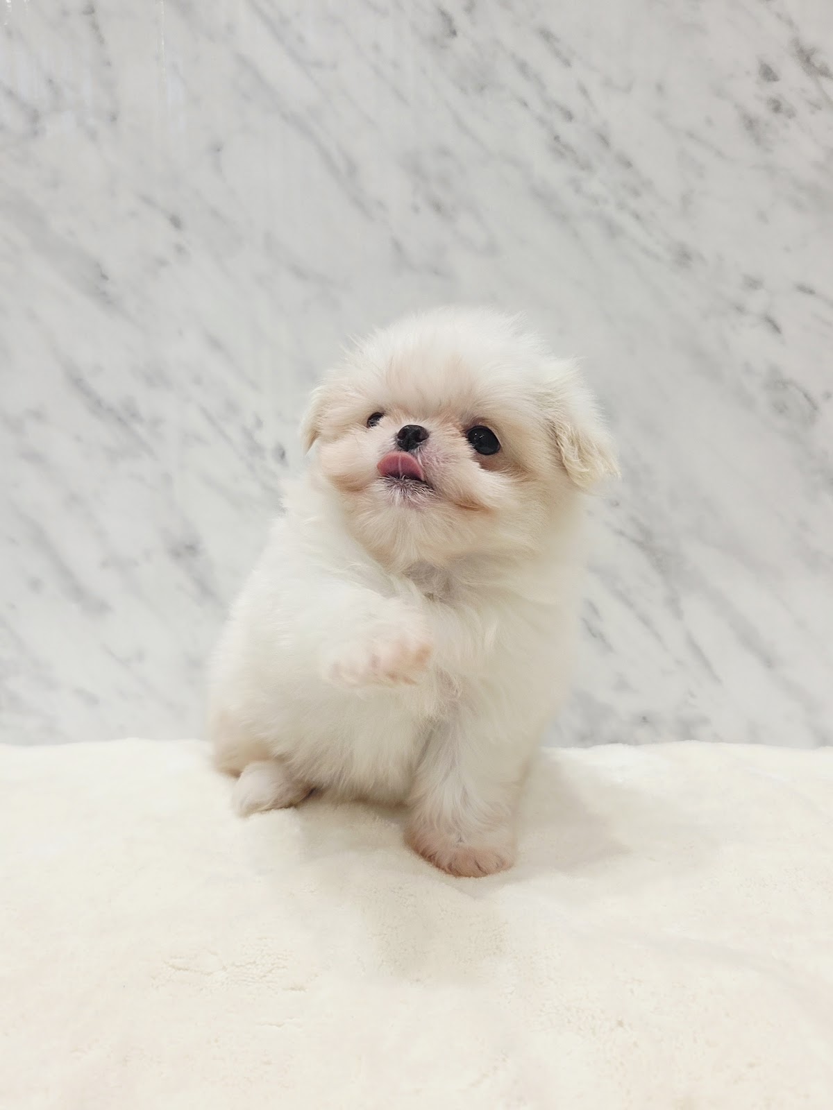 狆×マルチーズの写真3