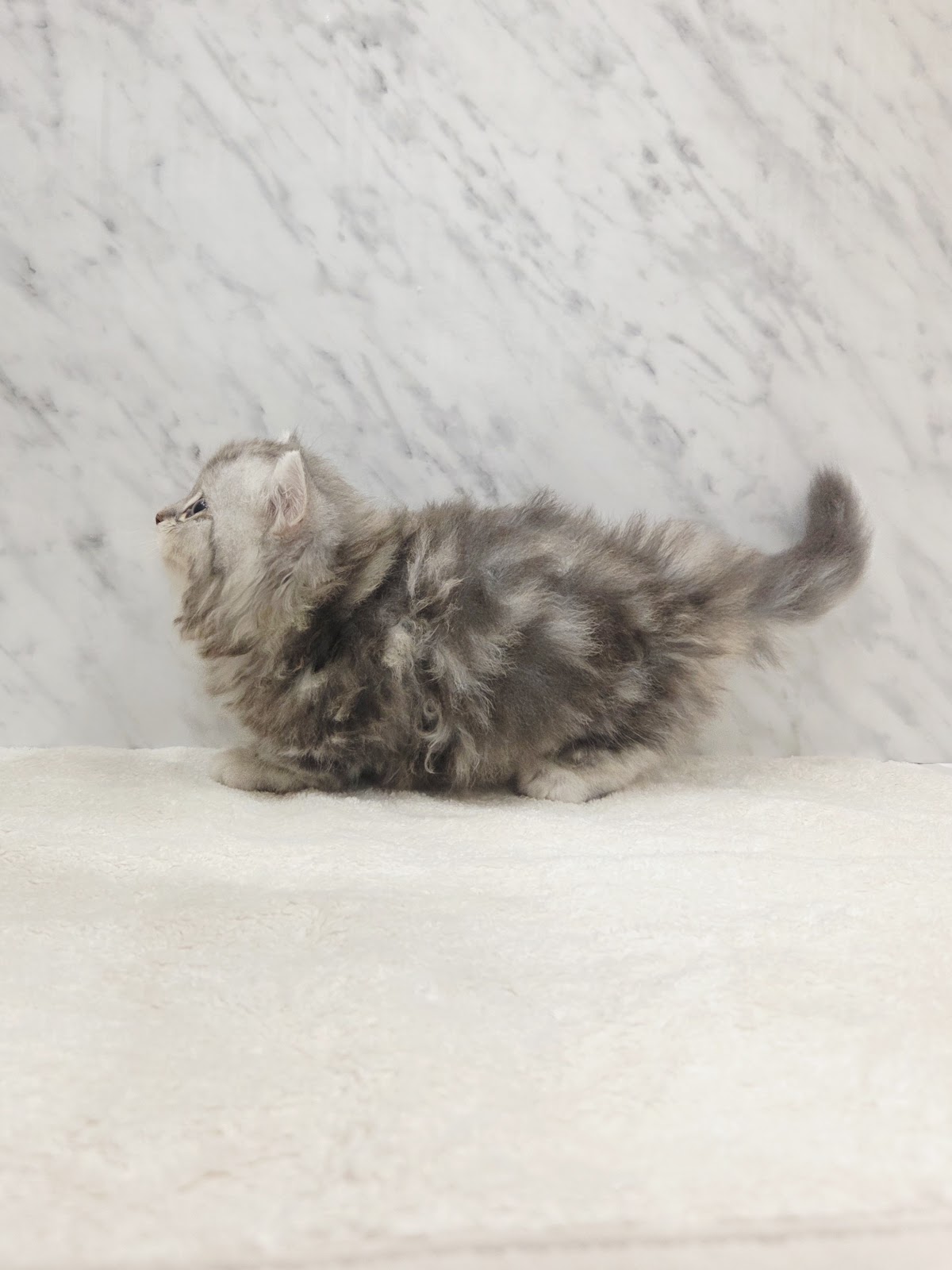 ミヌエットの写真2