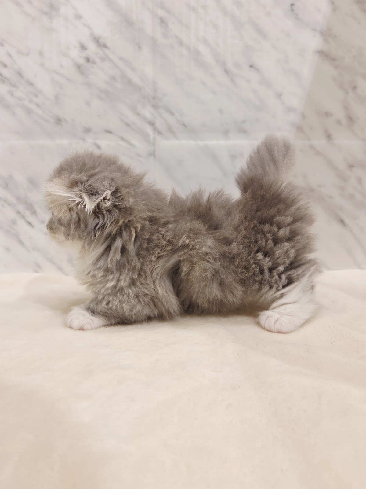 マンチカンの写真2