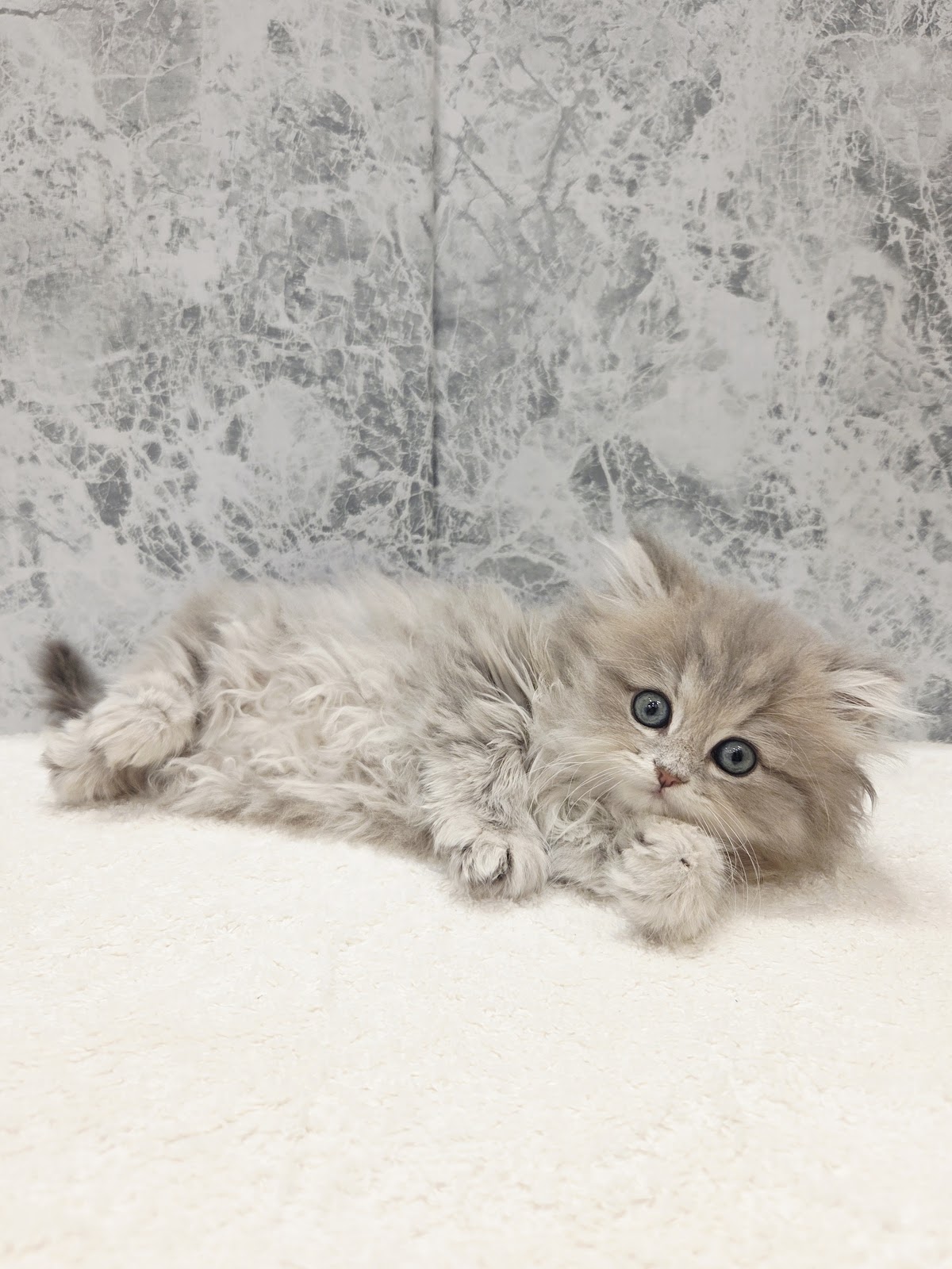 ペルシャの写真3