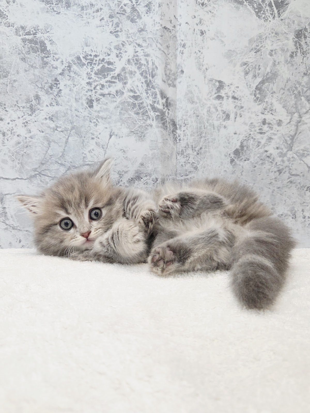 ミヌエットの写真3