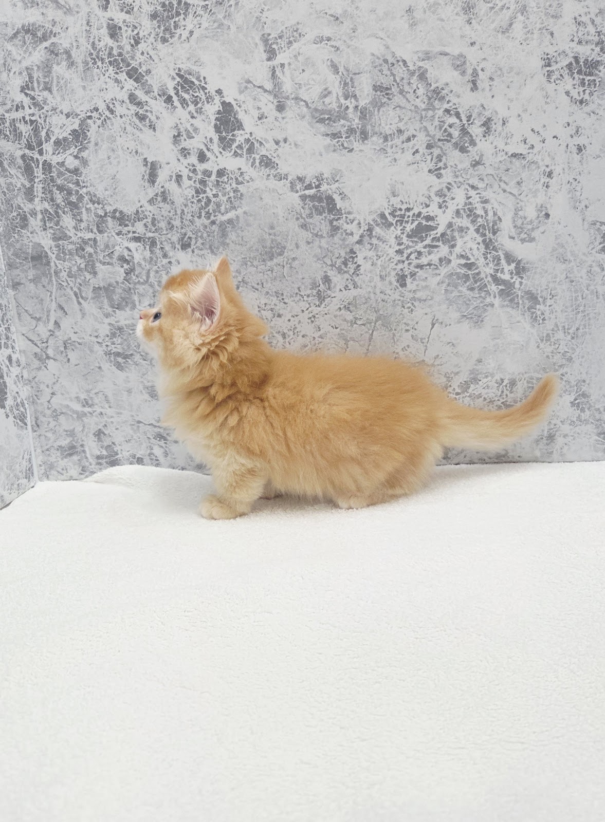 ミヌエットの写真2