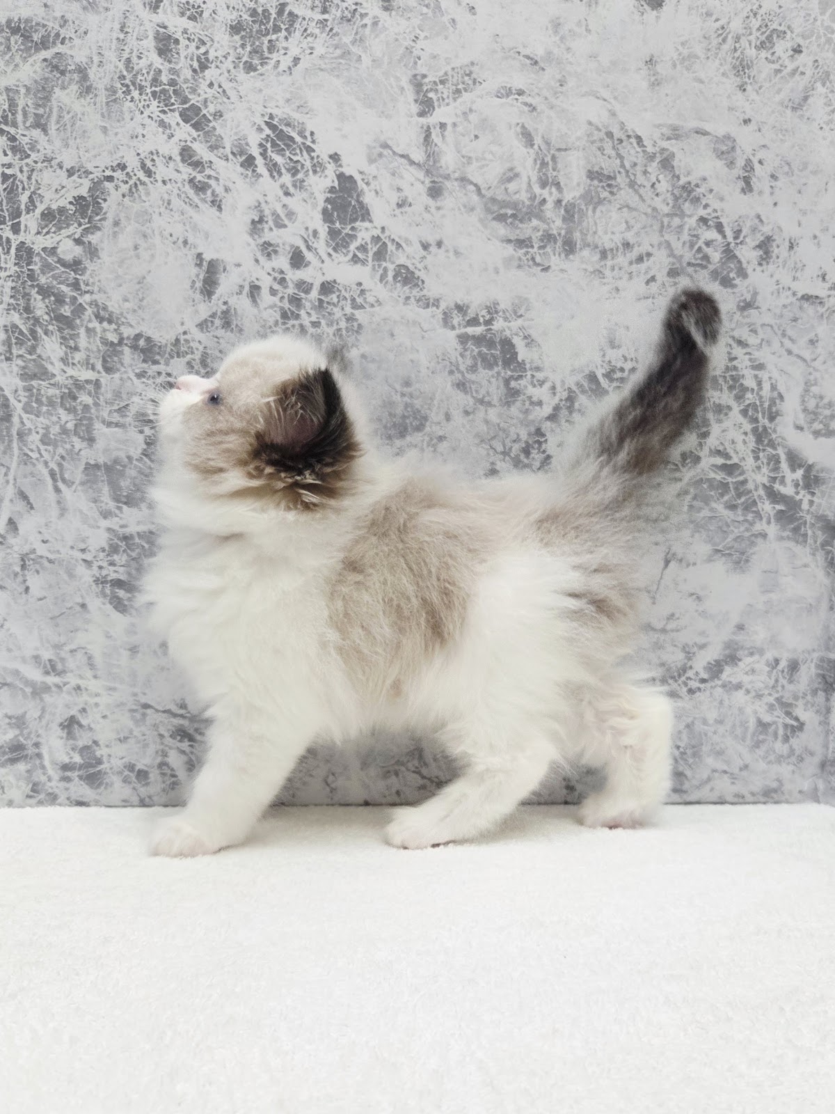 ラグドールの写真2