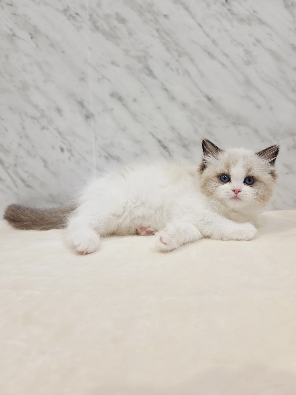 ラグドールの写真3