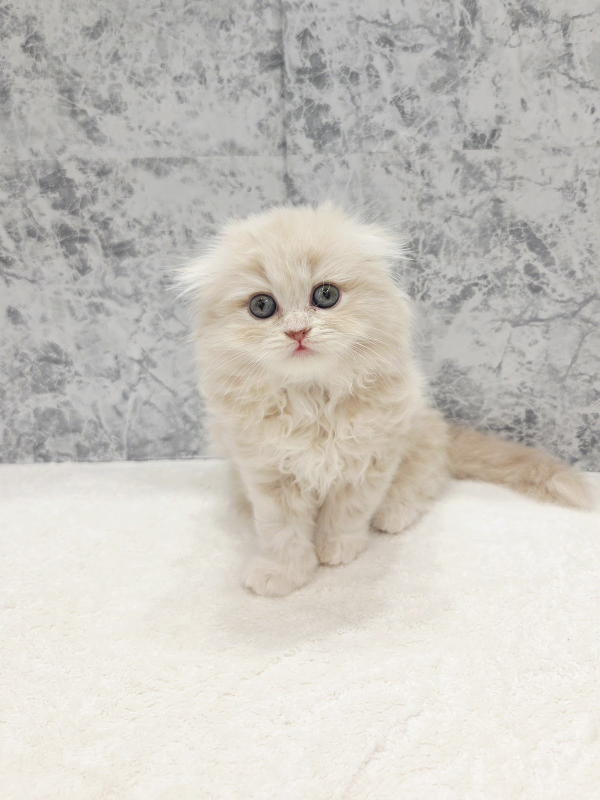 スコティッシュ・フォールド