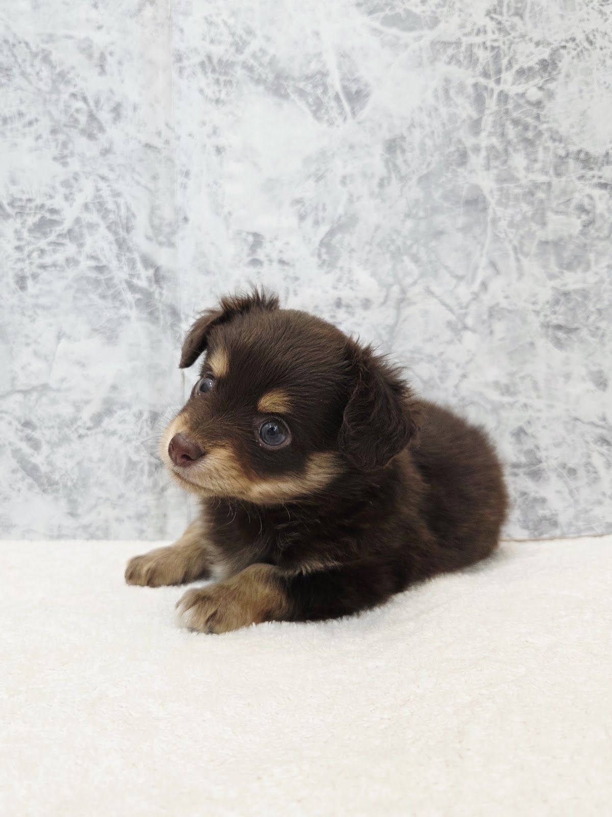 カニーヘンダックスフンド×チワワの写真3