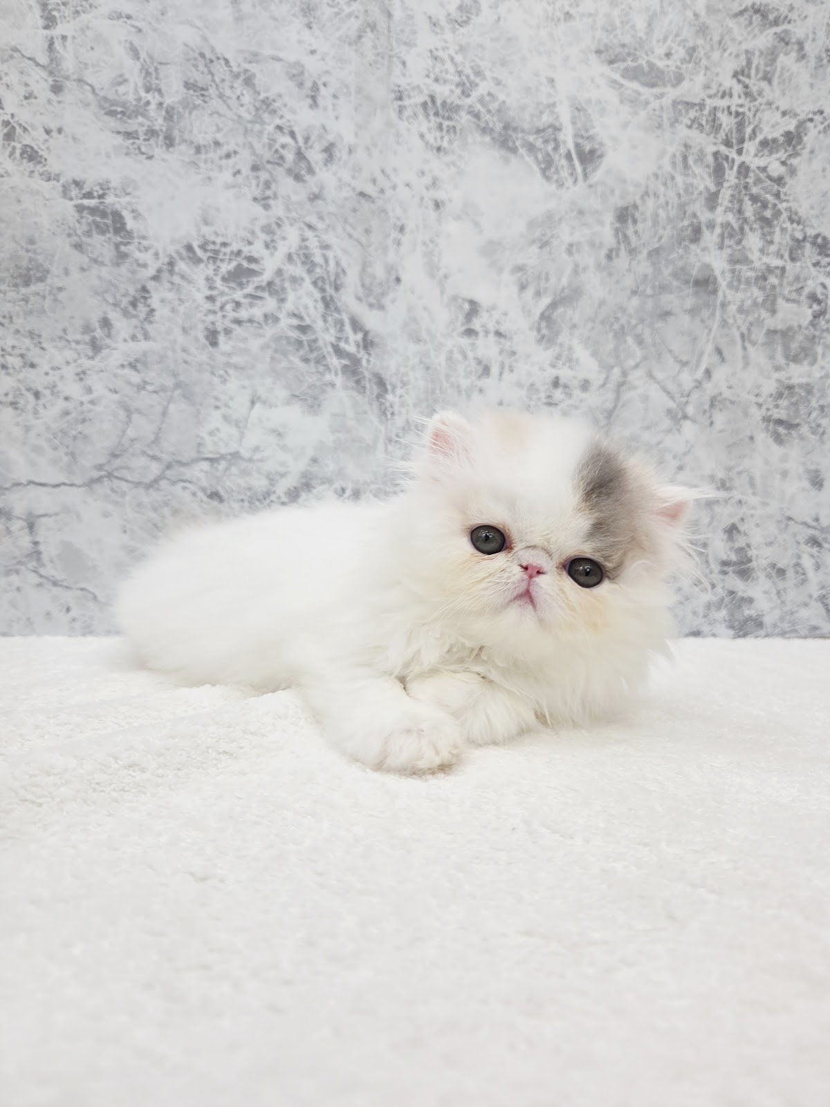 エキゾチックの写真3