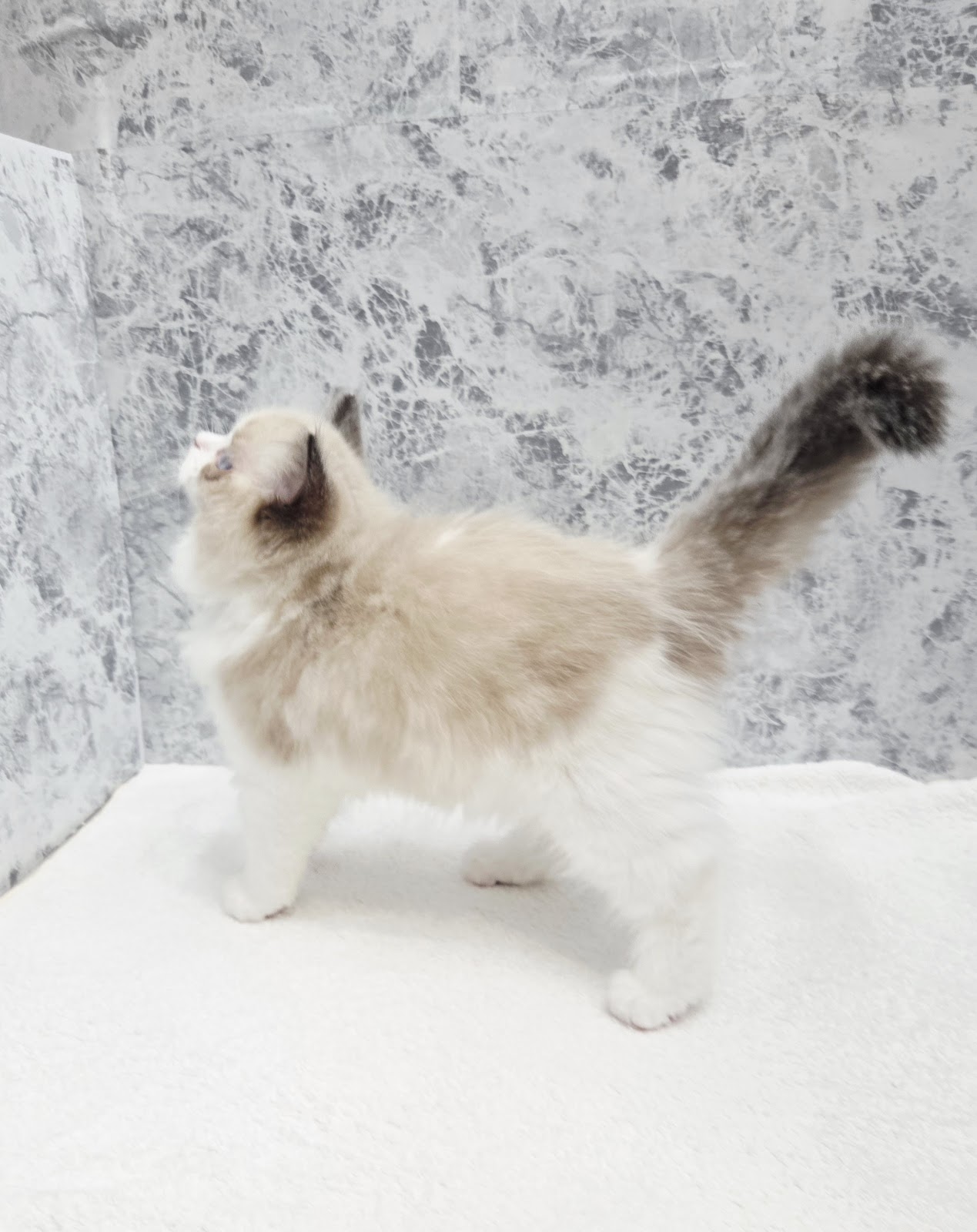 ラグドールの写真2