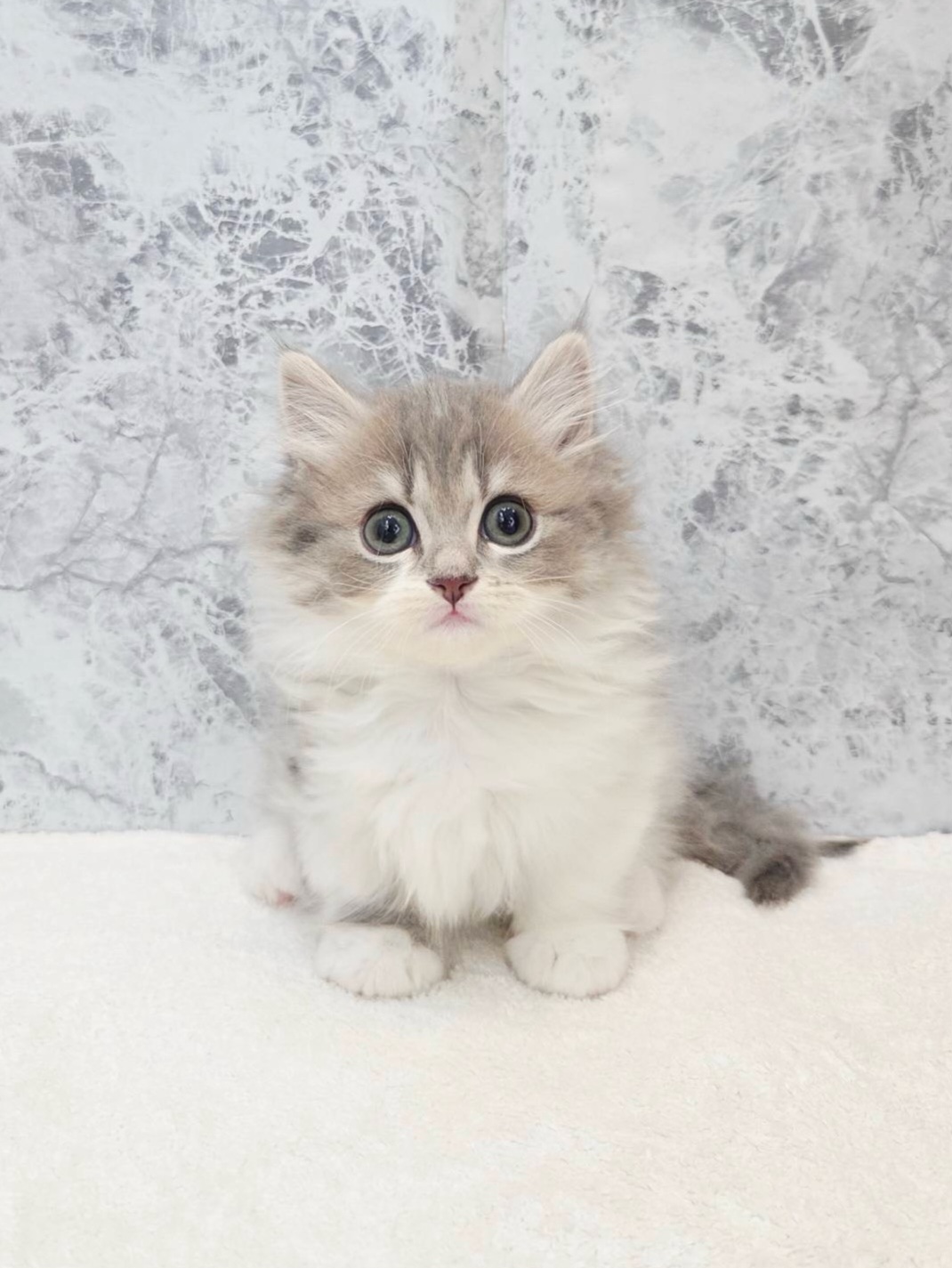 ミヌエットの写真