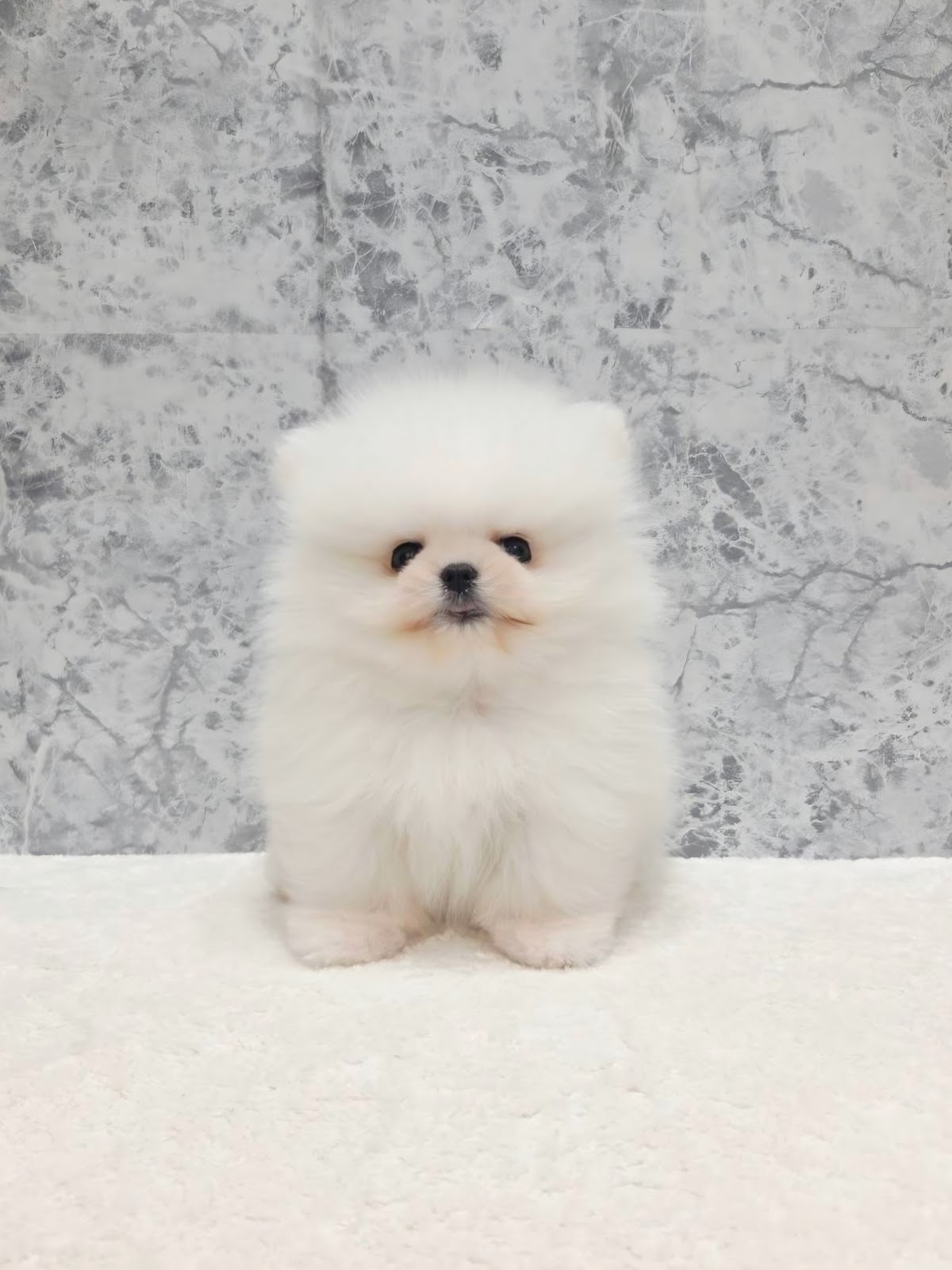 ポメラニアンの写真