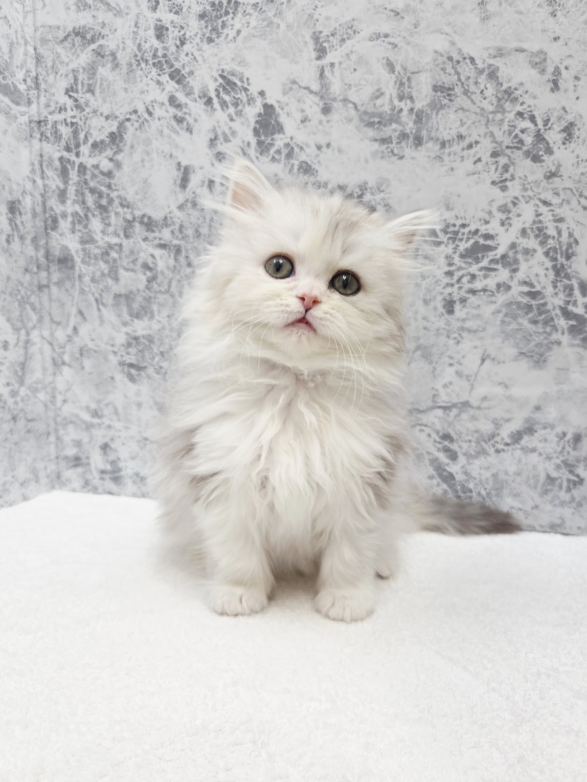 ラガマフィンの写真3