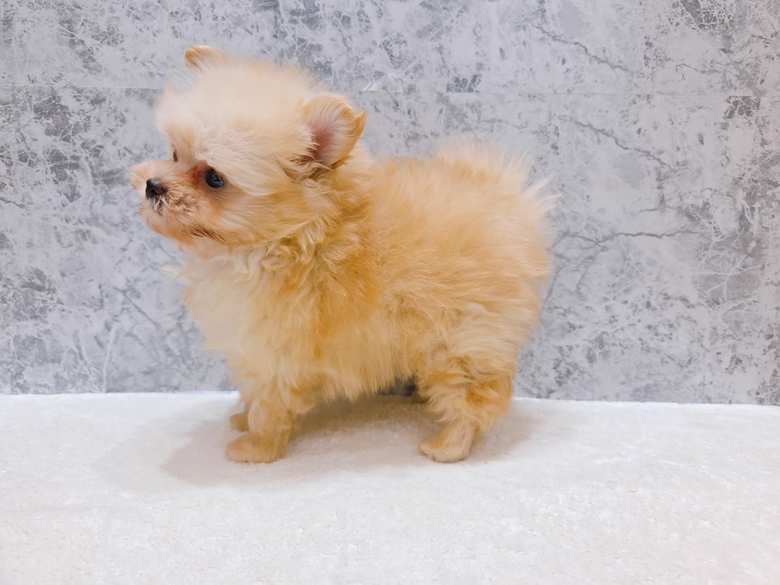 トイプードル×ポメラニアンの写真2