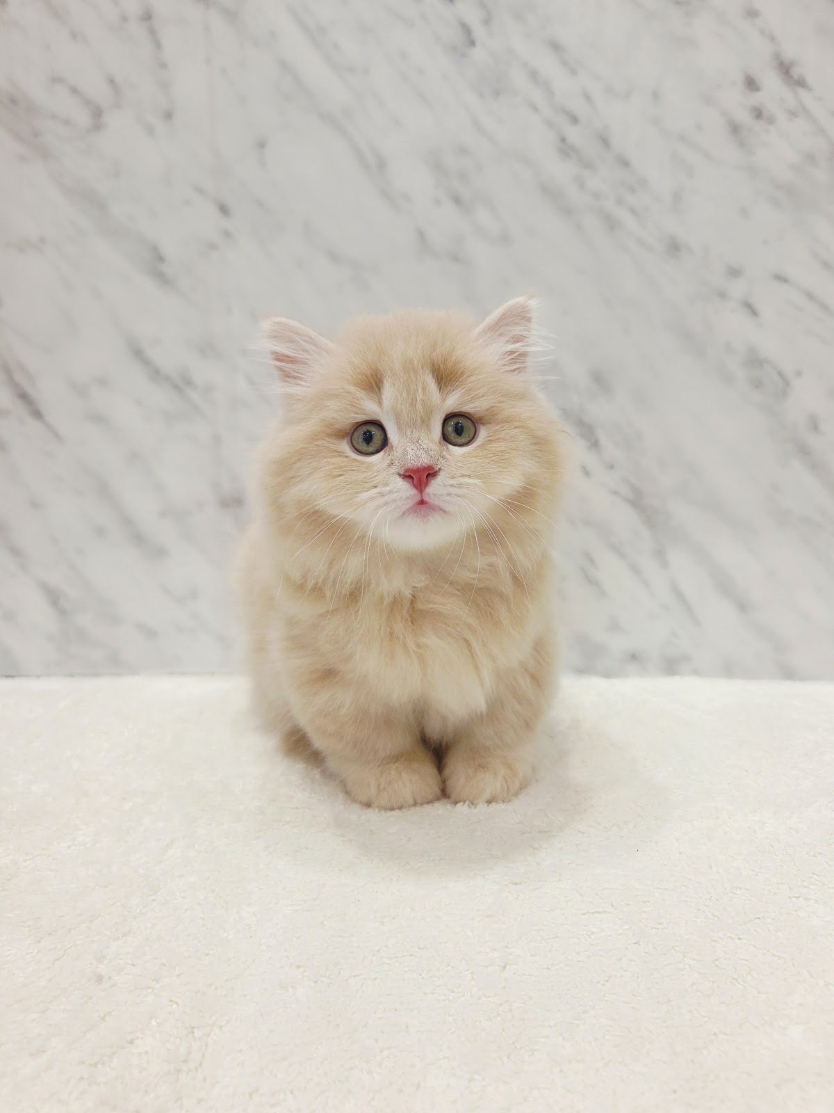 マンチカン