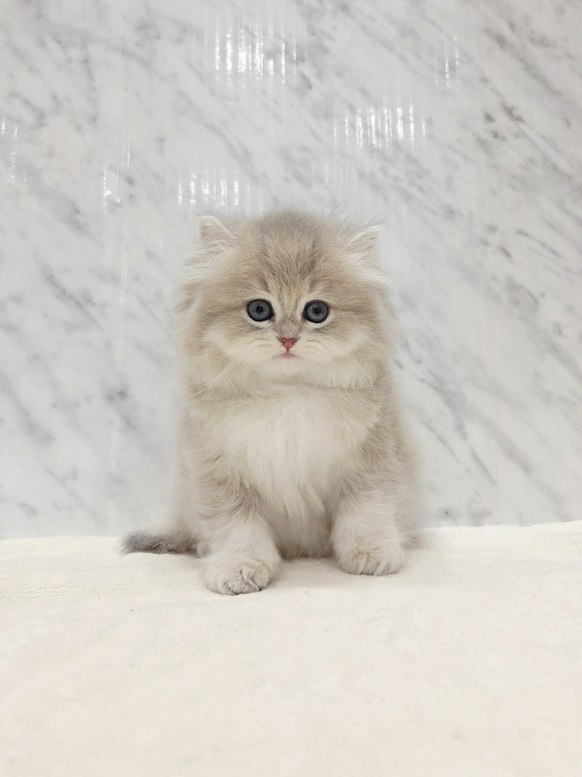 ブリティッシュロングヘアー