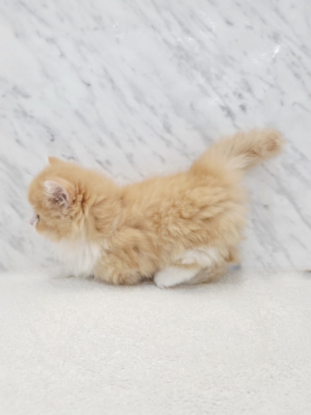 マンチカンの写真2