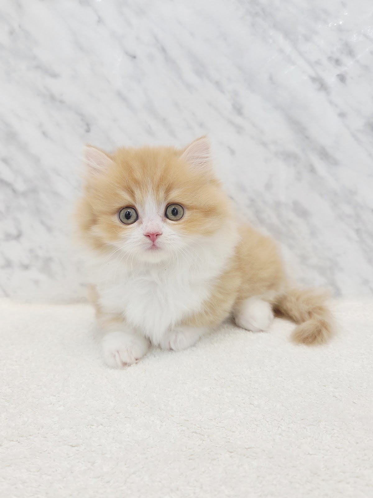 ミヌエットの写真