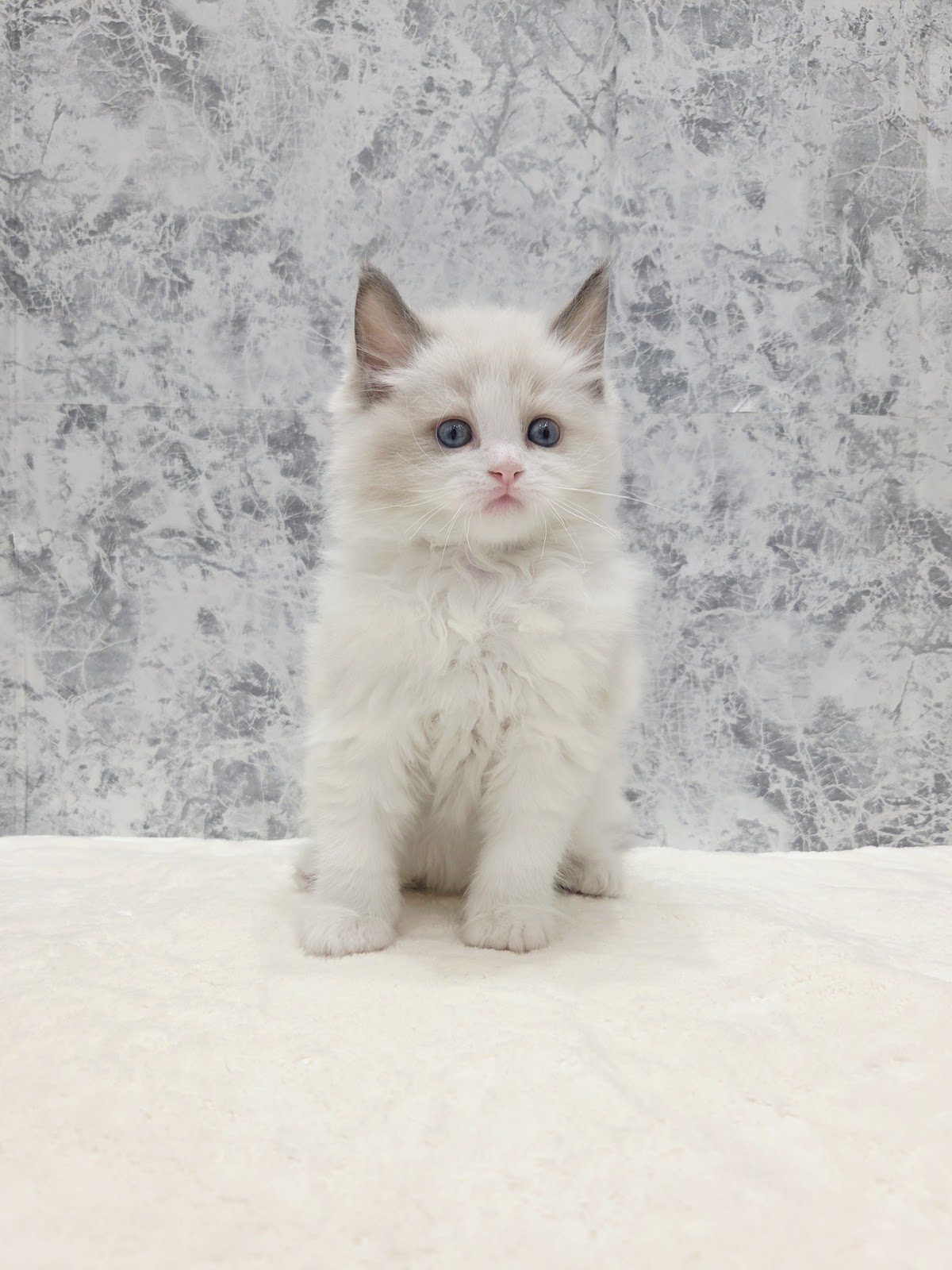 ラグドールの写真3