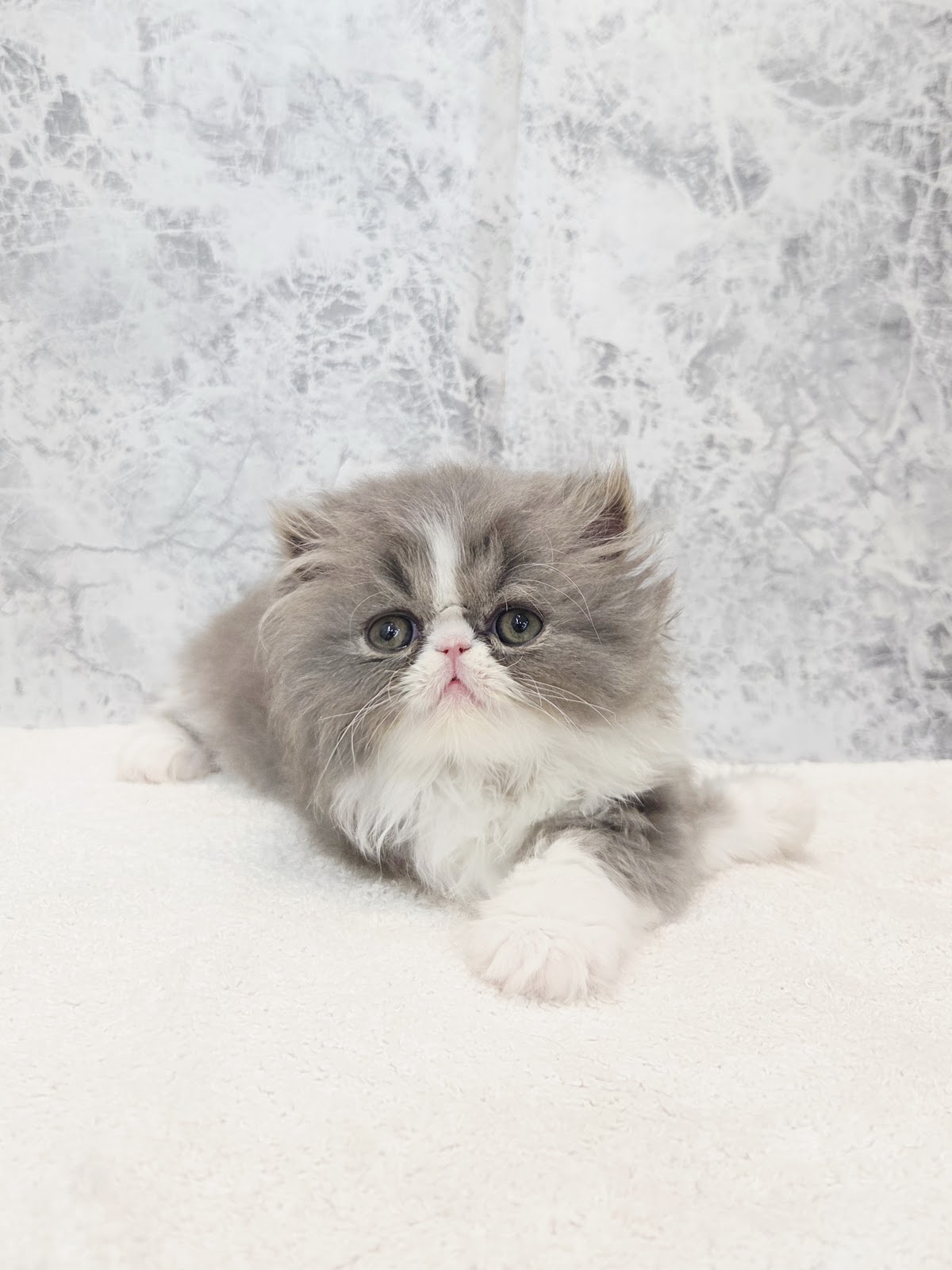 エキゾチックの写真3