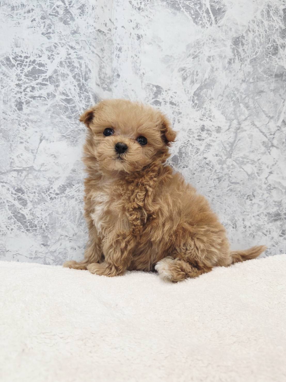 トイプードル×マルチーズの写真3