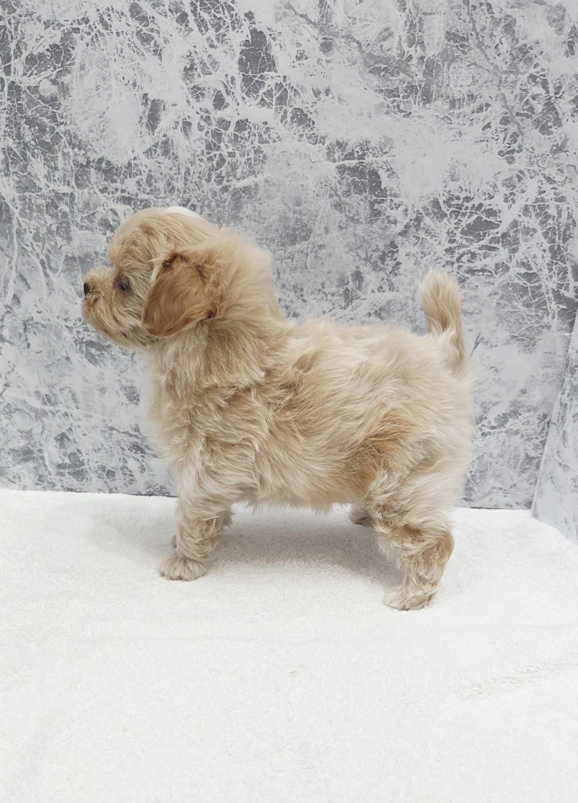 トイプードル×マルチーズの写真3