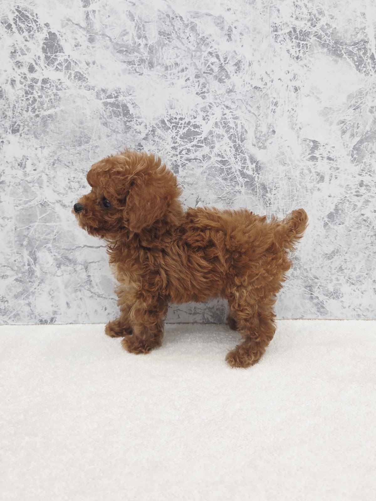 タイニープードルの写真2