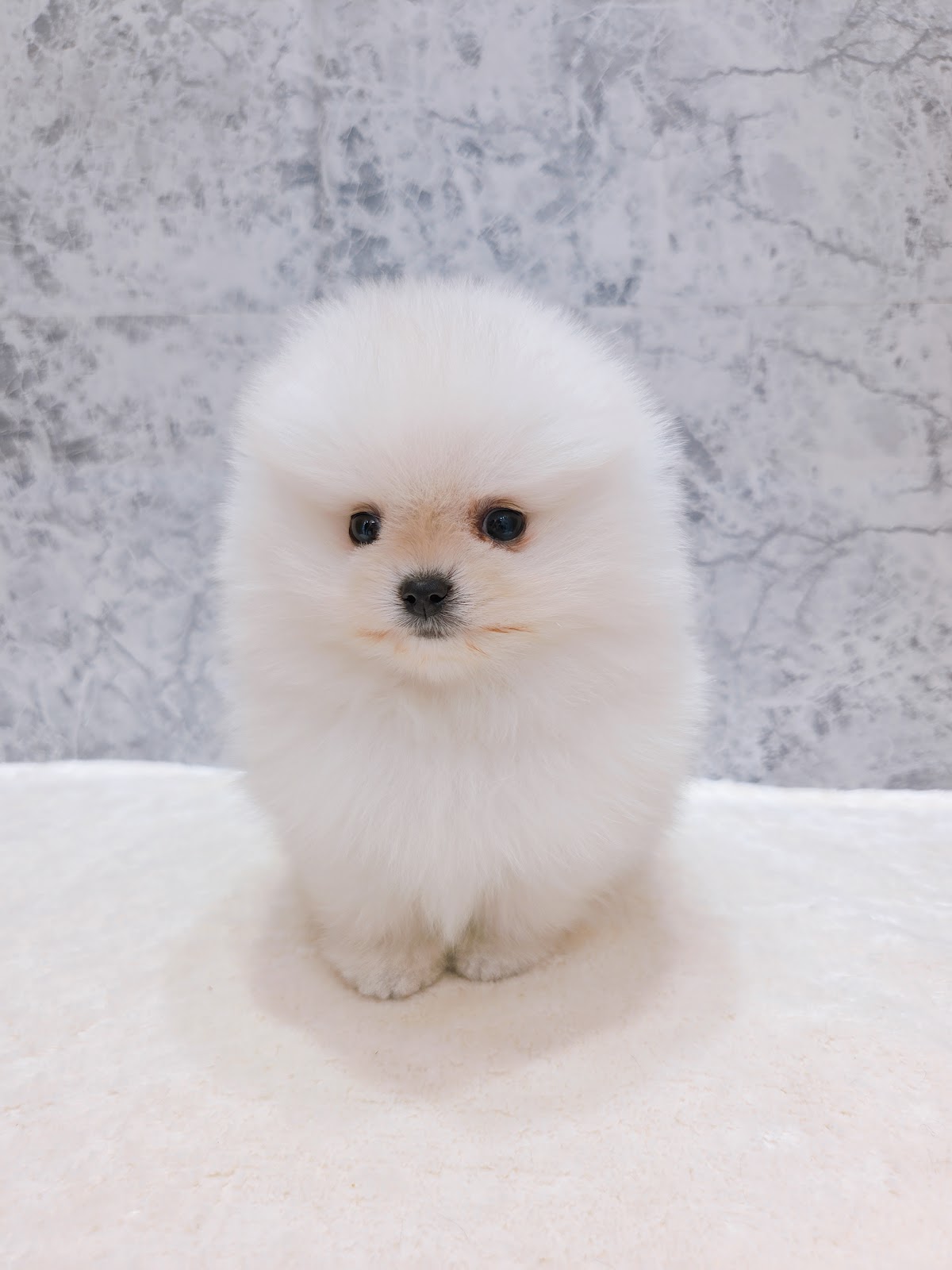 ポメラニアンの写真