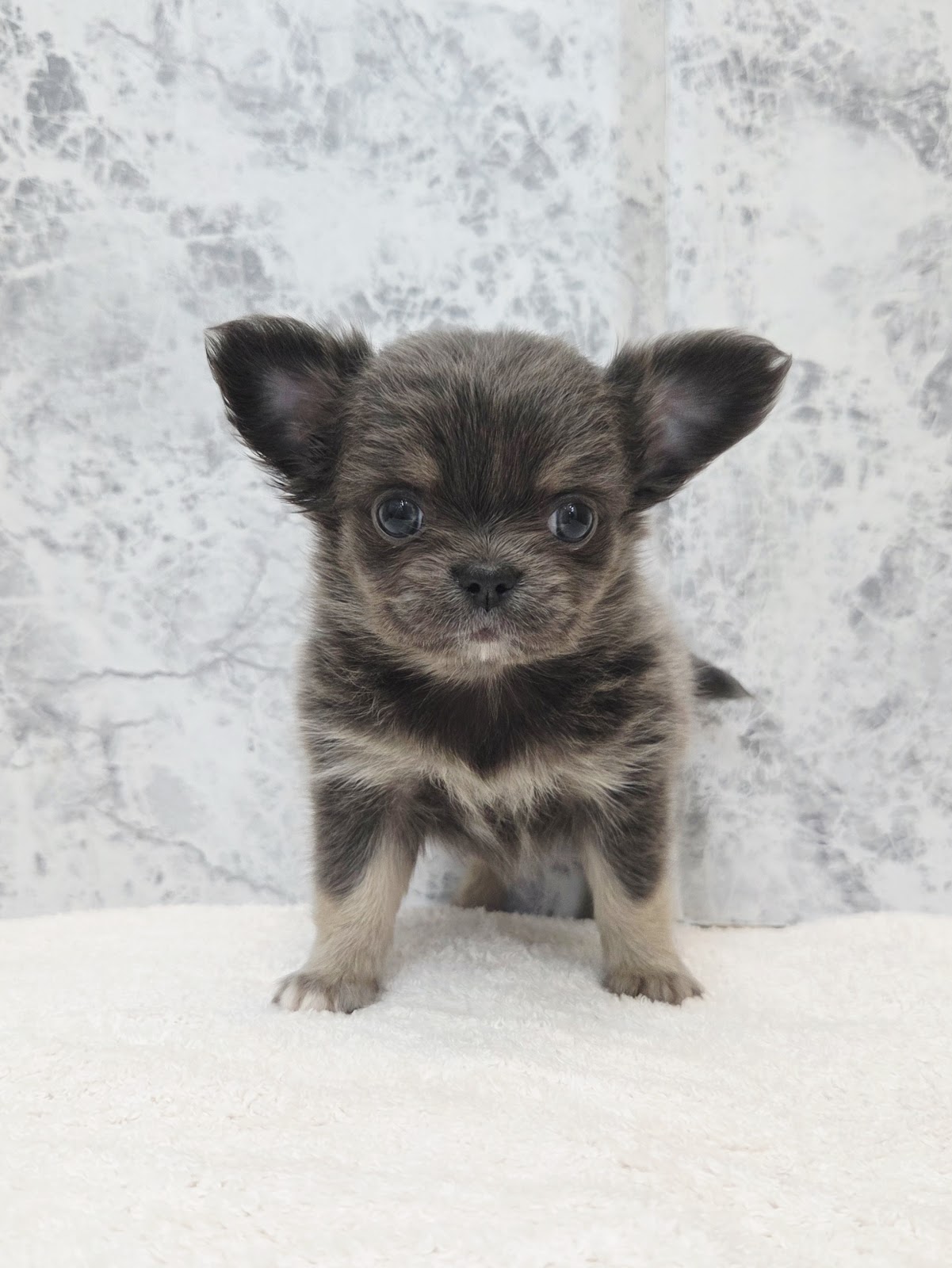 ロングコートチワワの写真3