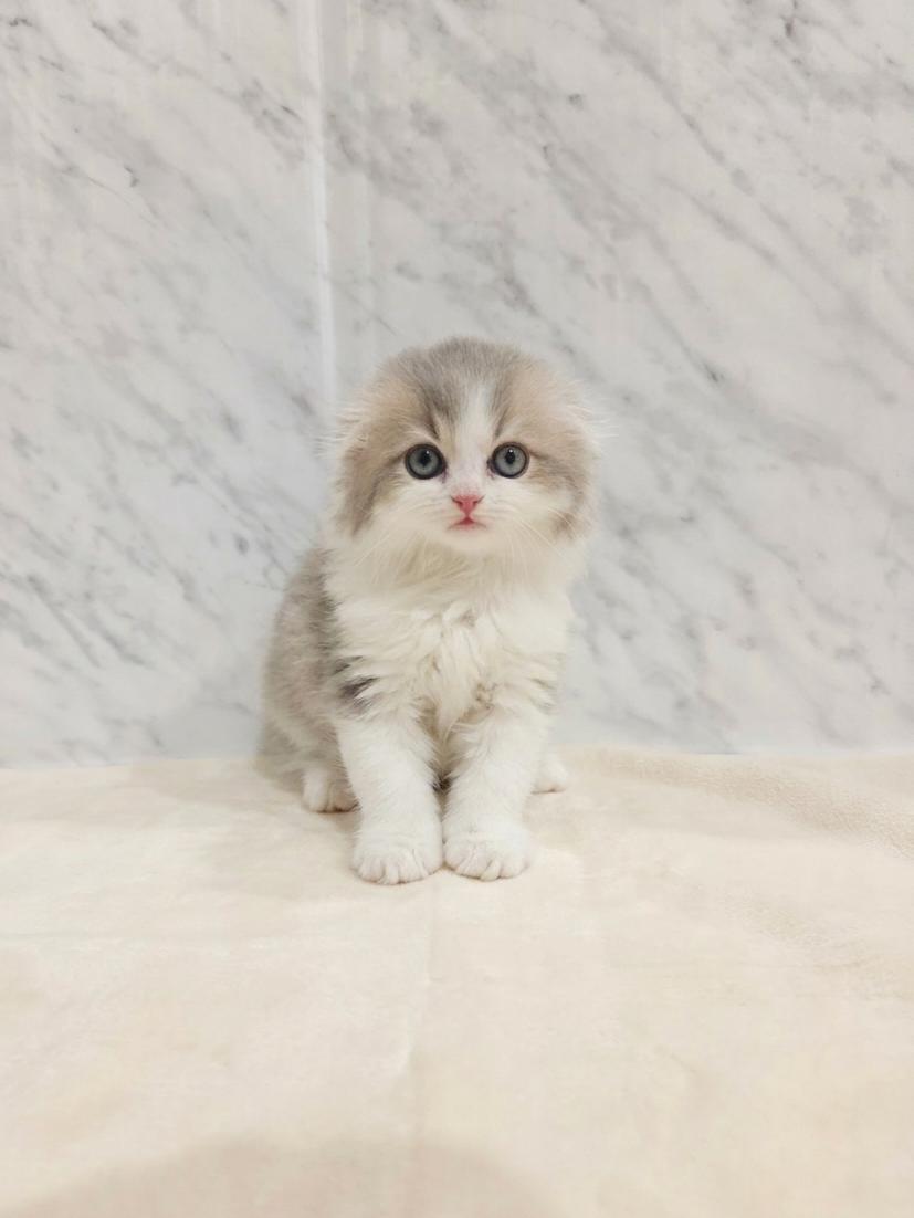 スコティッシュ・フォールド