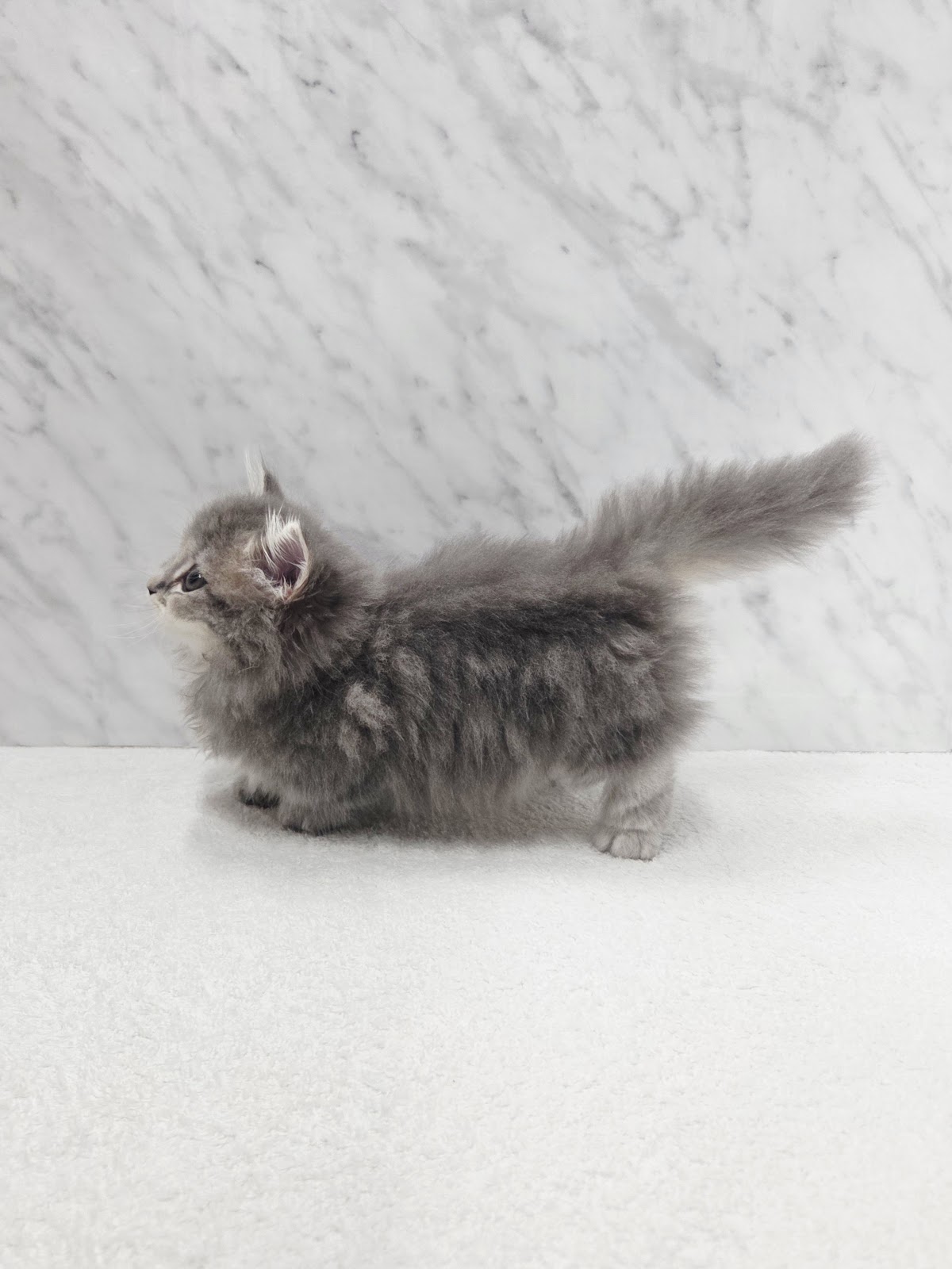 マンチカンの写真2