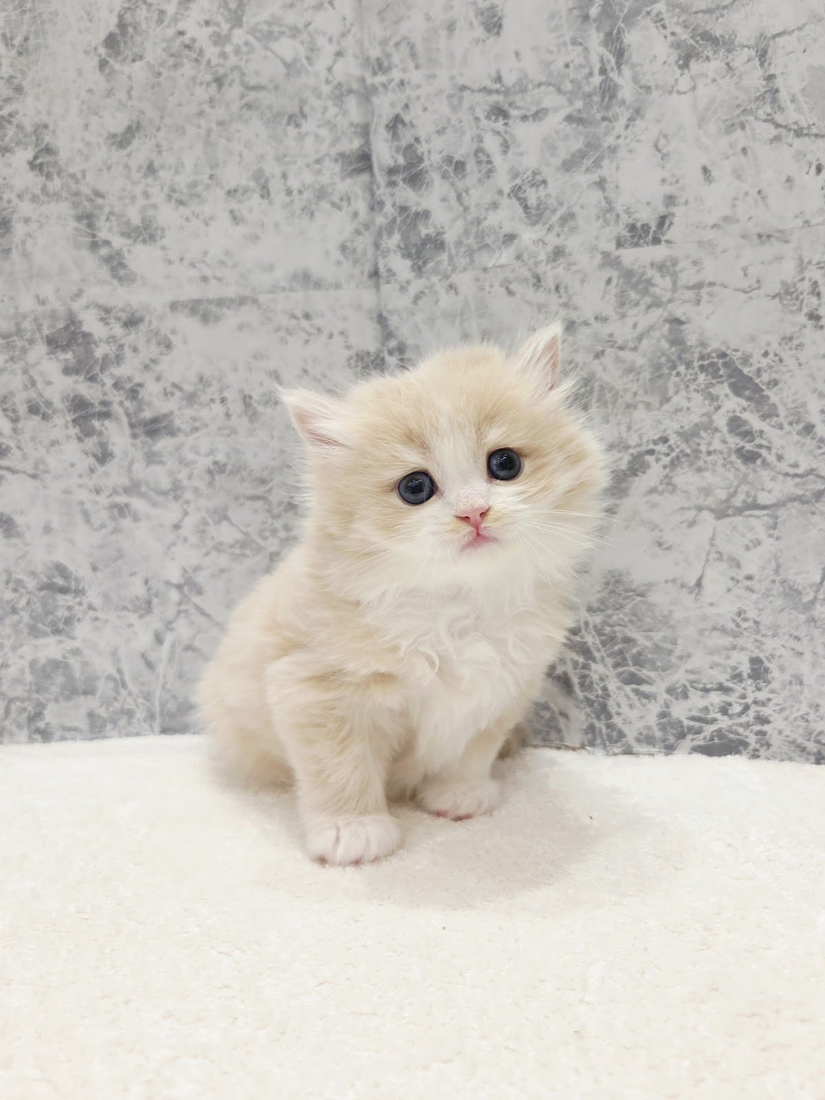 ラガマフィンの写真3